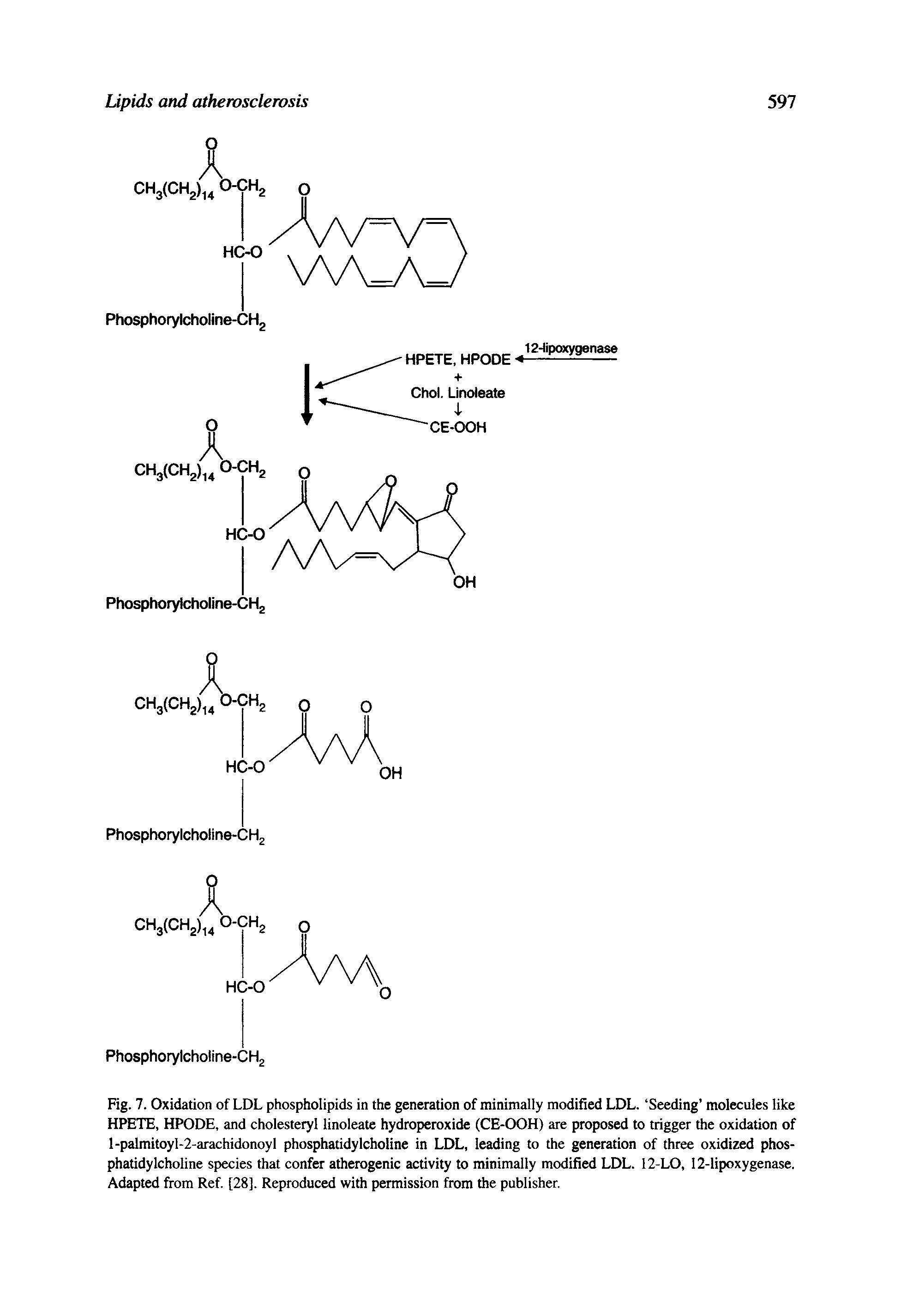 Fig. 7. Oxidation of LDL phospholipids in the generation of minimally modified LDL. Seeding molecules like HPETE, HPODE, and cholesteryl linoleate hydroperoxide (CE-OOH) are proposed to trigger the oxidation of l-palmitoyl-2-arachidonoyl phosphatidylcholine in LDL, leading to the generation of three oxidized phosphatidylcholine species that confer atherogenic activity to minimally modified LDL. 12-LO, 12-lipoxygenase. Adapted from Ref. [28]. Reproduced with permission from the publisher.