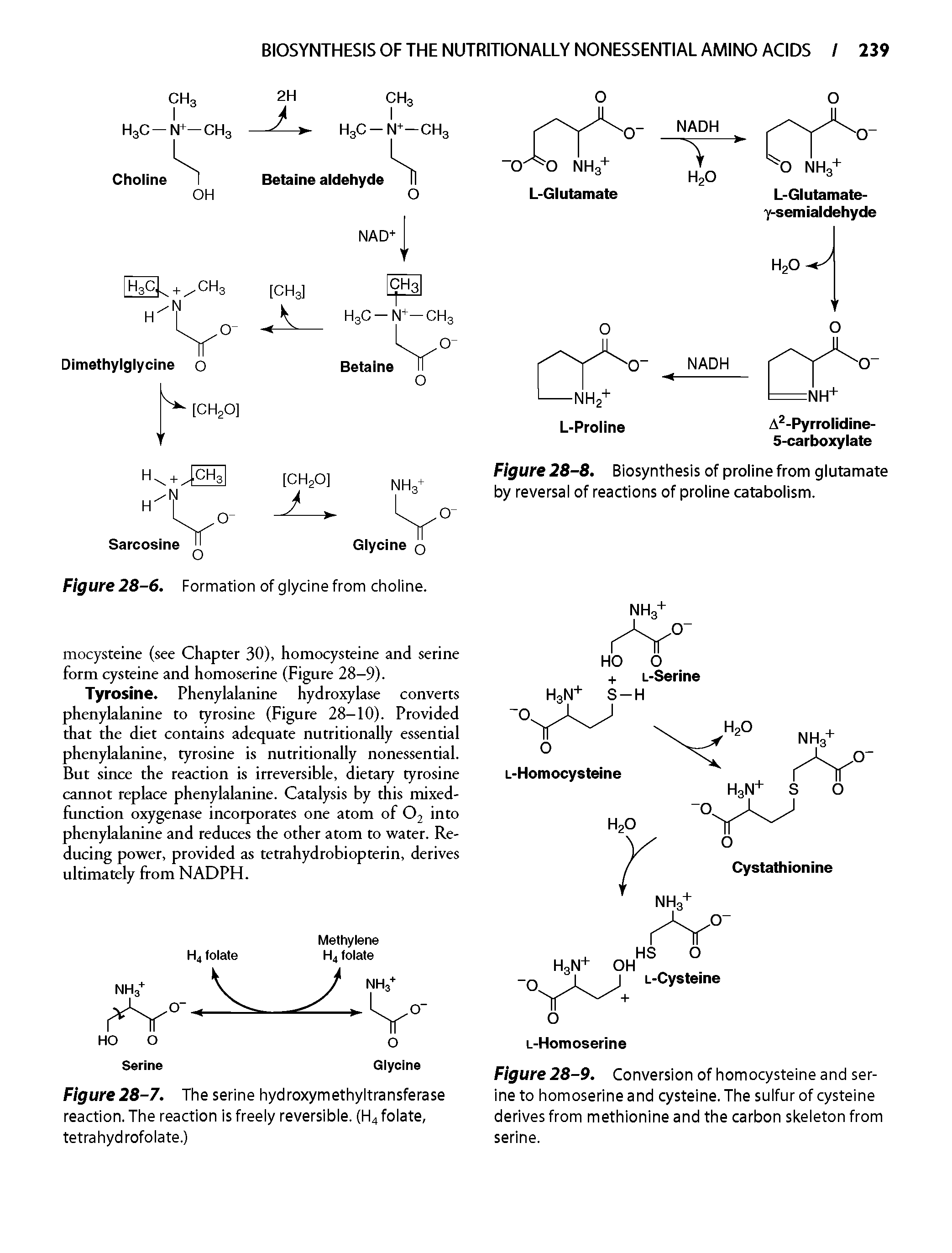 Figure 28-9. Conversion of homocysteine and serine to homoserine and cysteine. The sulfur of cysteine derives from methionine and the carbon skeleton from serine.