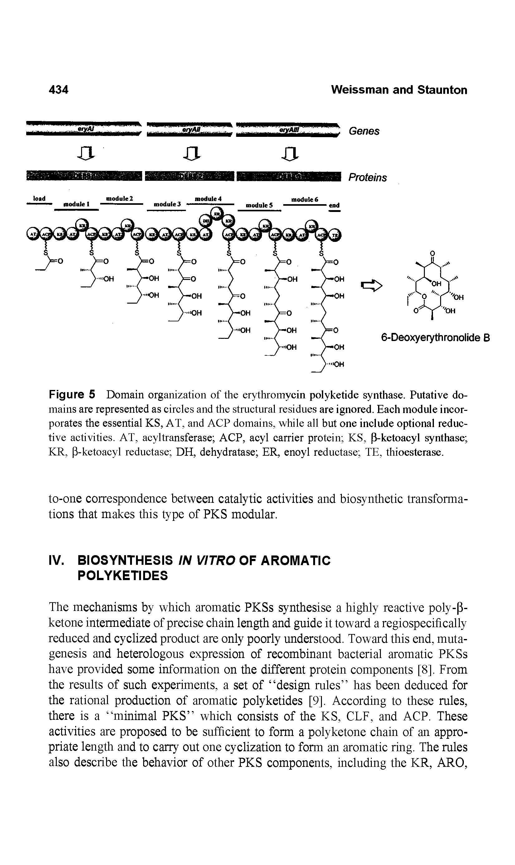 Figure 5 Domain organization of the erythromycin polyketide synthase. Putative domains are represented as circles and the structural residues are ignored. Each module incorporates the essential KS, AT, and ACP domains, while all but one include optional reductive activities. AT, acyltransferase ACP, acyl carrier protein KS, (3-ketoacyl synthase KR, P-ketoacyl reductase DH, dehydratase ER, enoyl reductase TE, thioesterase.