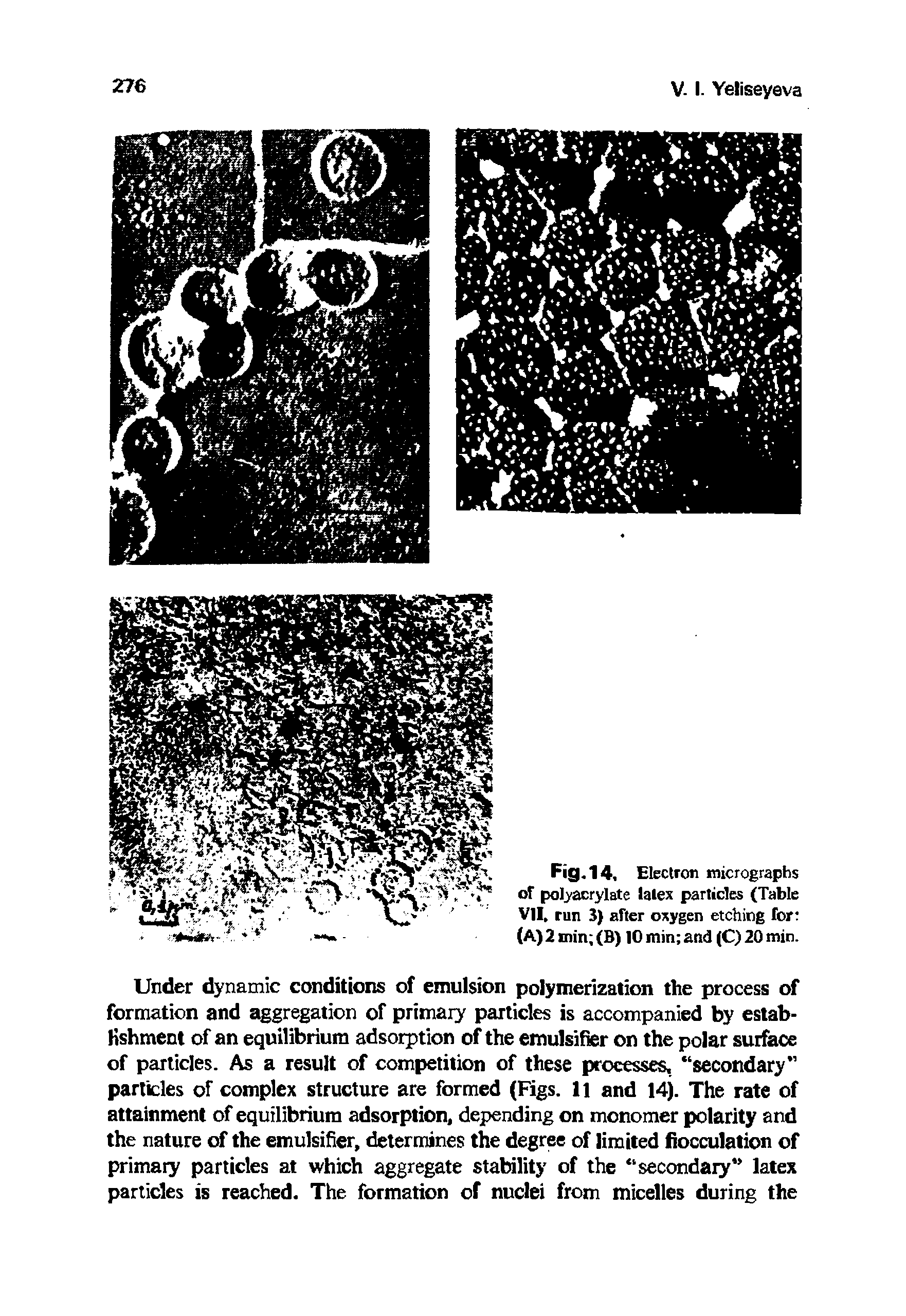 Fig.14. Electron micrographs of pol acrylate latex particles (Table VII. run 3) after oxygen etching for (A) 2 min (B) 10 min and (C) 20 min.