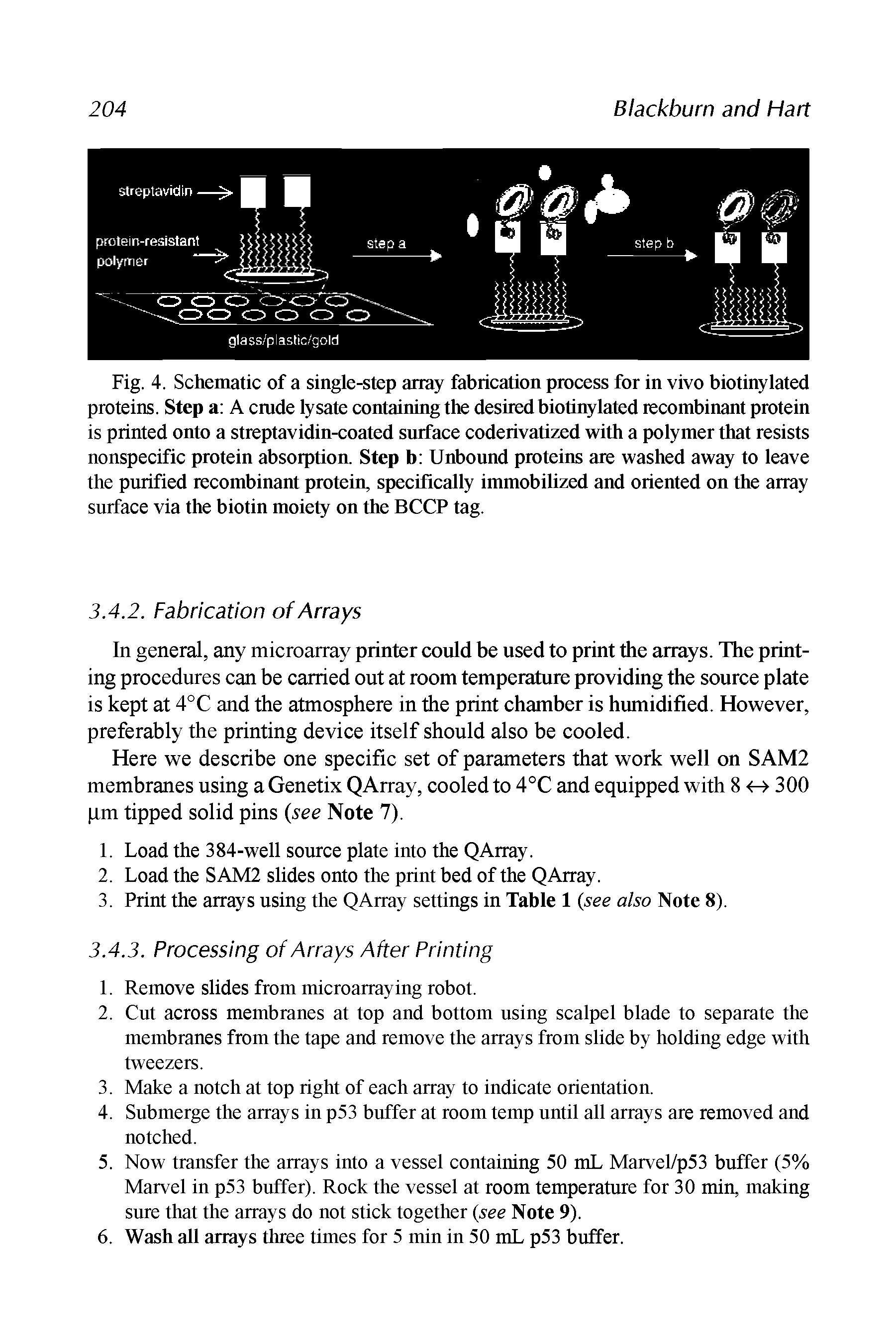 Fig. 4. Schematic of a single-step array fabrication process for in vivo biotinylated proteins. Step a A cmde lysate containing the desired biotinylated recombinant protein is printed onto a streptavidin-coated surface coderivatized with a polymer that resists nonspecific protein absorption. Step b Unbound proteins are washed away to leave the purified recombinant protein, specifically immobilized and oriented on the array surface via the biotin moiety on the BCCP tag.