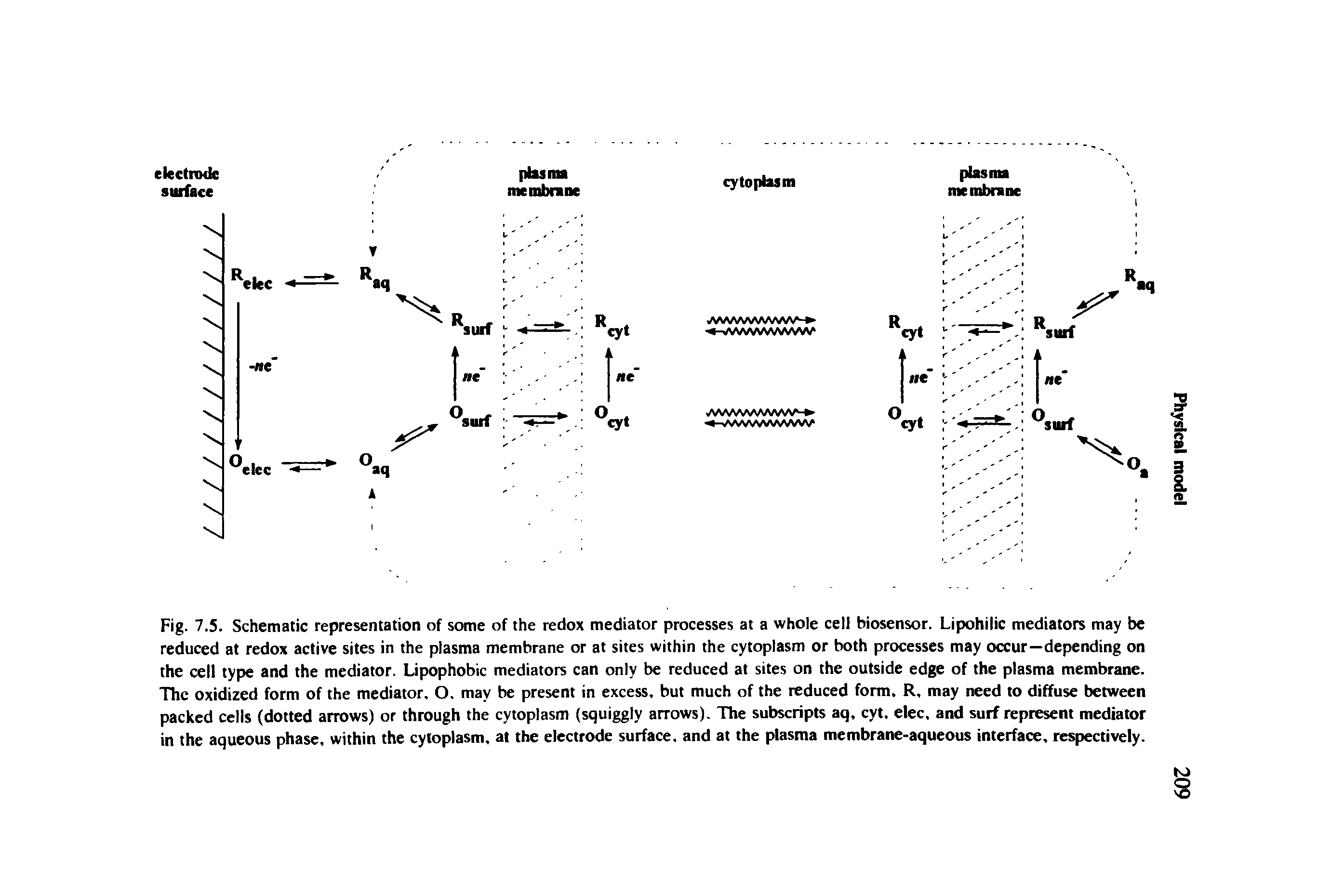 Fig. 7.5. Schematic representation of some of the redox mediator processes at a whole cell biosensor. Lipohilic mediators may be reduced at redox active sites in the plasma membrane or at sites within the cytoplasm or both processes may occur—depending on the cell type and the mediator. Lipophobic mediators can only be reduced at sites on the outside edge of the plasma membrane. The oxidized form of the mediator. O, may be present in excess, but much of the reduced form. R, may need to diffuse between packed cells (dotted arrows) or through the cytoplasm (squiggly arrows). The subscripts aq, cyt, elec, and surf represent mediator in the aqueous phase, within the cytoplasm, at the electrode surface, and at the plasma membrane-aqueous interface, respectively.