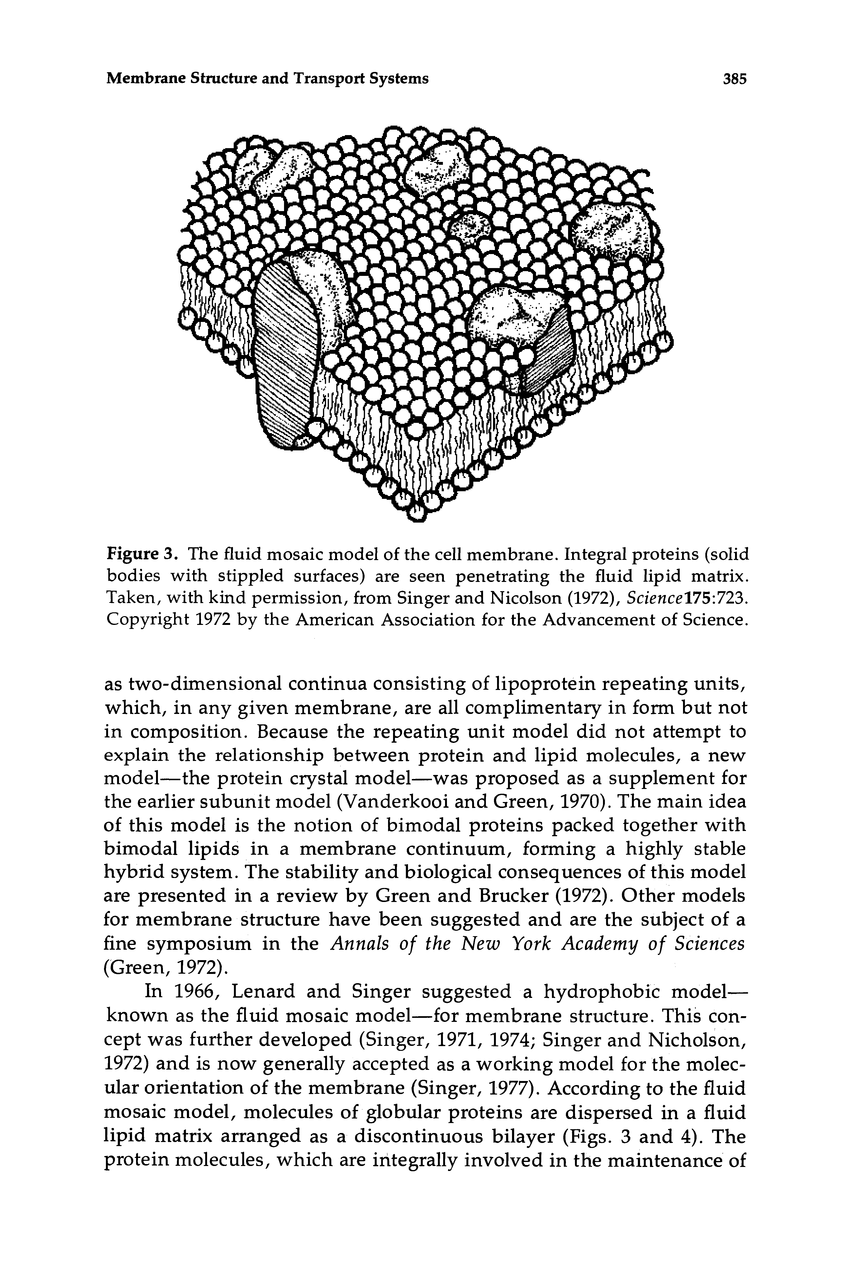 Figure 3. The fluid mosaic model of the cell membrane. Integral proteins (solid bodies with stippled surfaces) are seen penetrating the fluid lipid matrix. Taken, with kind permission, from Singer and Nicolson (1972), Science175 723. Copyright 1972 by the American Association for the Advancement of Science.