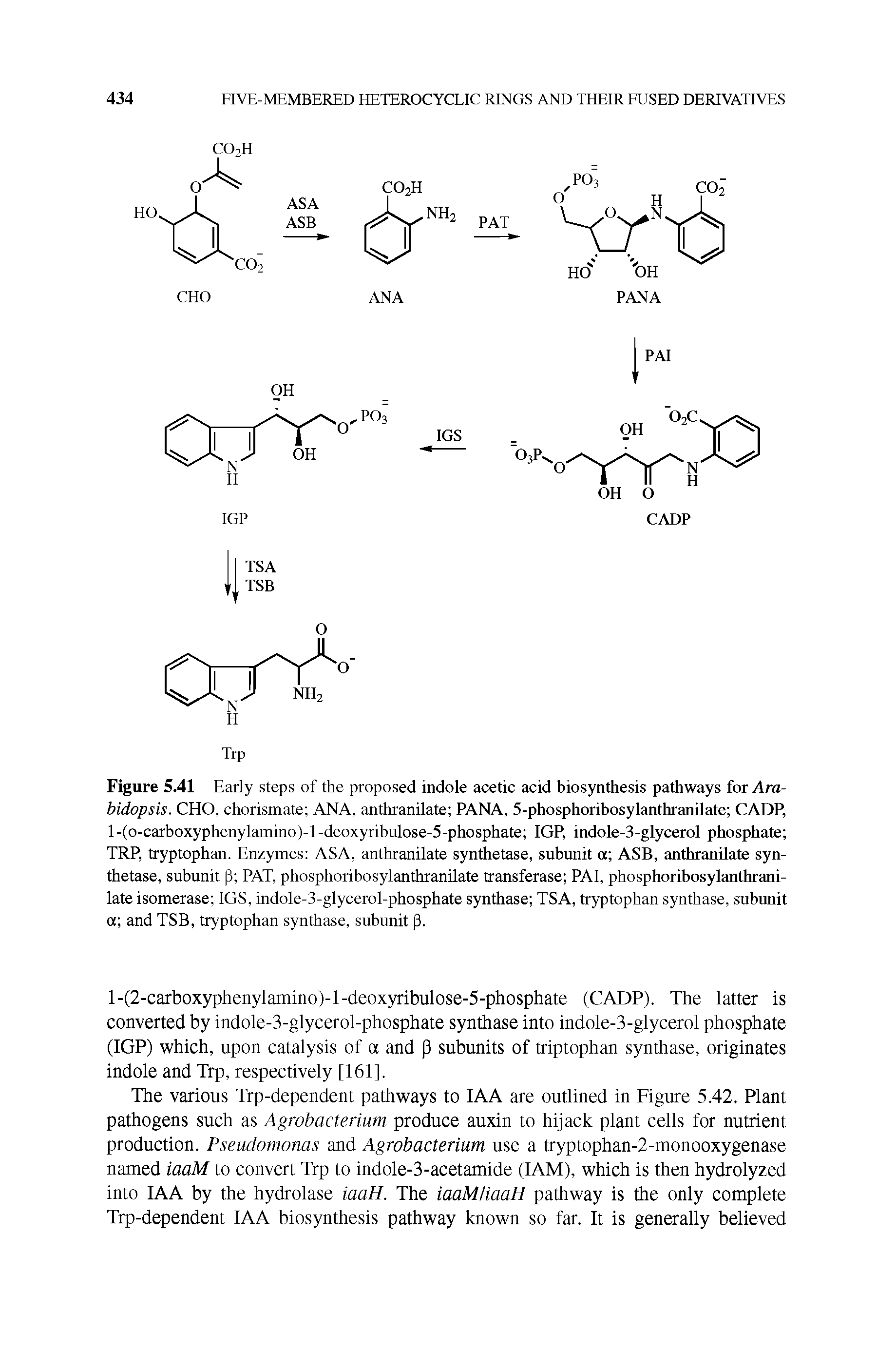 Figure 5.41 Early steps of the proposed indole acetic acid biosynthesis pathways for Ara-bidopsis. CHO, chorismate ANA, anthranilate PANA, 5-phosphoribosylanthranilate CADP, l-(o-carboxyphenylamino)-l-deoxyribulose-5-phosphate IGP, indole-3-glycerol phosphate TRP, tryptophan. Enzymes ASA, anthranilate synthetase, suhunit a ASB, anthranilate synthetase, suhunit P PAT, phosphorihosylanthranUate transferase PAI, phosphoiibosylanthrani-late isomerase IGS, indole-3-glycerol-phosphate synthase TSA, tryptophan synthase, subunit a and TSB, tryptophan synthase, suhunit p.