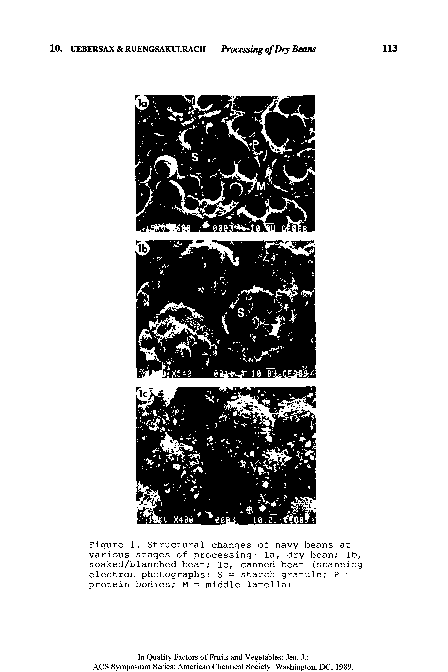 Figure 1. Structural changes of navy beans at various stages of processing la, dry bean lb, soaked/blanched bean lc, canned bean (scanning electron photographs S = starch granule P = protein bodies M = middle lamella)...