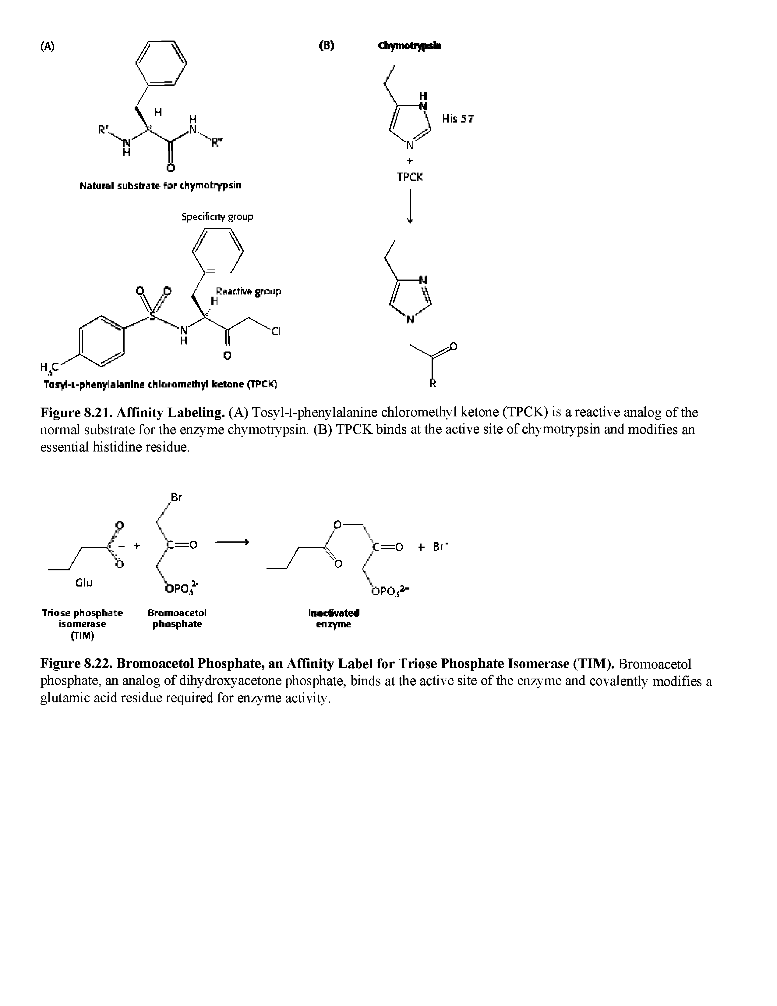 Figure 8.21. Affinity Labeling. (A) Tosy 1-1-phenylalanine chloromethyl ketone (TPCK) is a reactive analog of the normal substrate for the enzyme chymotrypsin. (B) TPCK binds at the active site of chymotrypsin and modifies an essential histidine residue.