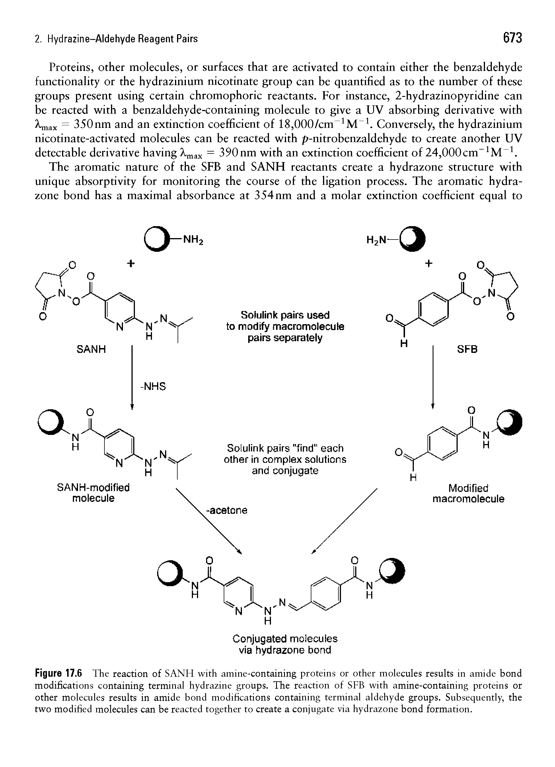 Figure 17.6 The reaction of SANH with amine-containing proteins or other molecules results in amide bond modifications containing terminal hydrazine groups. The reaction of SFB with amine-containing proteins or other molecules results in amide bond modifications containing terminal aldehyde groups. Subsequently, the two modified molecules can be reacted together to create a conjugate via hydrazone bond formation.