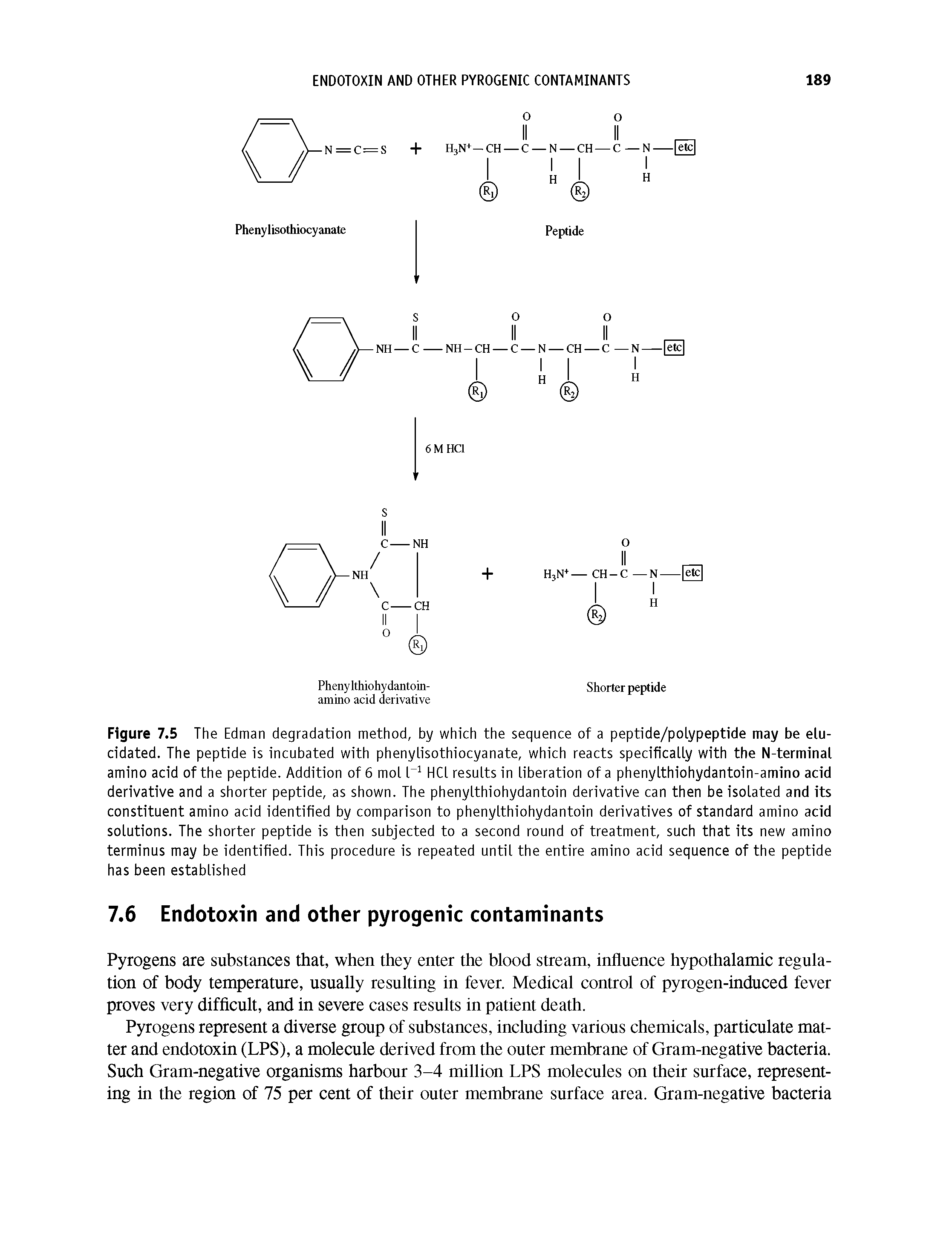 Figure 7.5 The Edman degradation method, by which the sequence of a peptide/polypeptide may be elucidated. The peptide is incubated with phenylisothiocyanate, which reacts specifically with the N-terminal amino acid of the peptide. Addition of 6 mol l-1 HCl results in liberation of a phenylthiohydantoin-amino acid derivative and a shorter peptide, as shown. The phenylthiohydantoin derivative can then be isolated and its constituent amino acid identified by comparison to phenylthiohydantoin derivatives of standard amino acid solutions. The shorter peptide is then subjected to a second round of treatment, such that its new amino terminus may be identified. This procedure is repeated until the entire amino acid sequence of the peptide has been established...