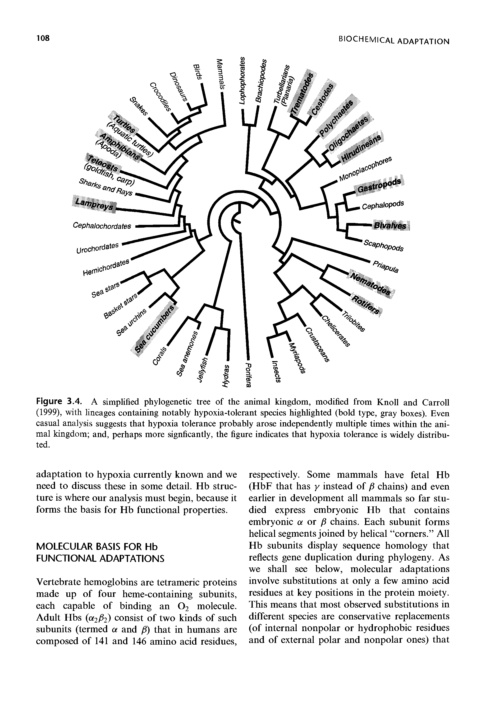 Figure 3.4. A simplified phylogenetic tree of the animal kingdom, modified from Knoll and Carroll (1999), with lineages containing notably hypoxia-tolerant species highlighted (bold type, gray boxes). Even casual analysis suggests that hypoxia tolerance probably arose independently multiple times within the animal kingdom and, perhaps more signficantly, the figure indicates that hypoxia tolerance is widely distributed.