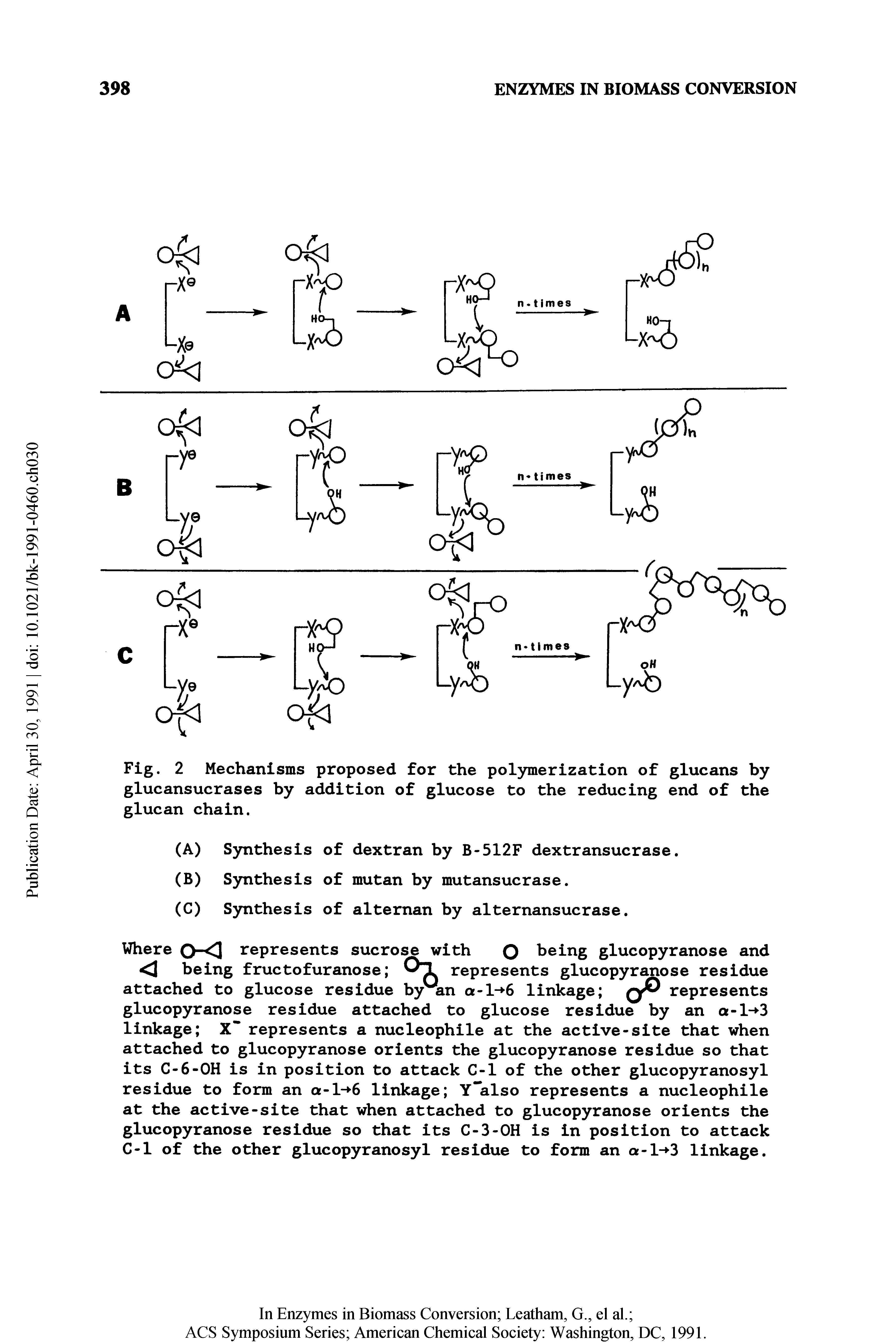 Fig. 2 Mechanisms proposed for the pol3no[ierization of glucans by glucansucrases by addition of glucose to the reducing end of the glucan chain.