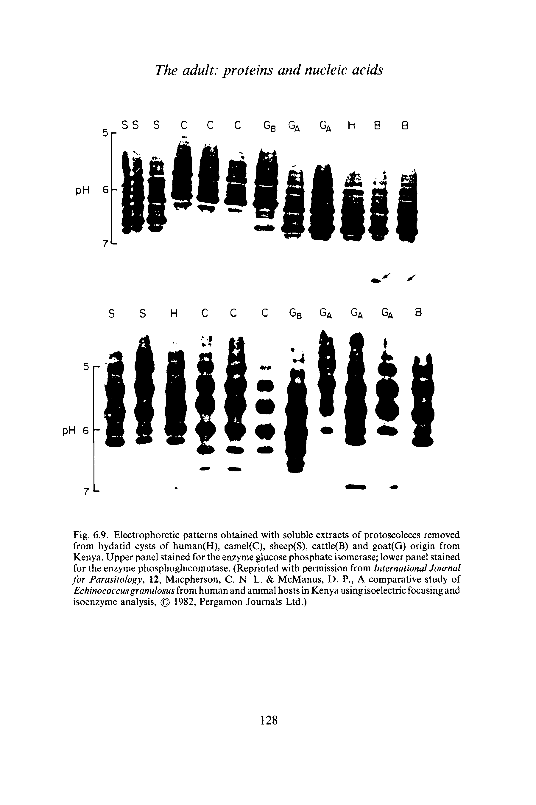 Fig. 6.9. Electrophoretic patterns obtained with soluble extracts of protoscoleces removed from hydatid cysts of human(H), camel(C), sheep(S), cattle(B) and goat(G) origin from Kenya. Upper panel stained for the enzyme glucose phosphate isomerase lower panel stained for the enzyme phosphoglucomutase. (Reprinted with permission from International Journal for Parasitology, 12, Macpherson, C. N. L. McManus, D. P., A comparative study of Echinococcus granulosus from human and animal hosts in Kenya using isoelectric focusing and isoenzyme analysis, 1982, Pergamon Journals Ltd.)...