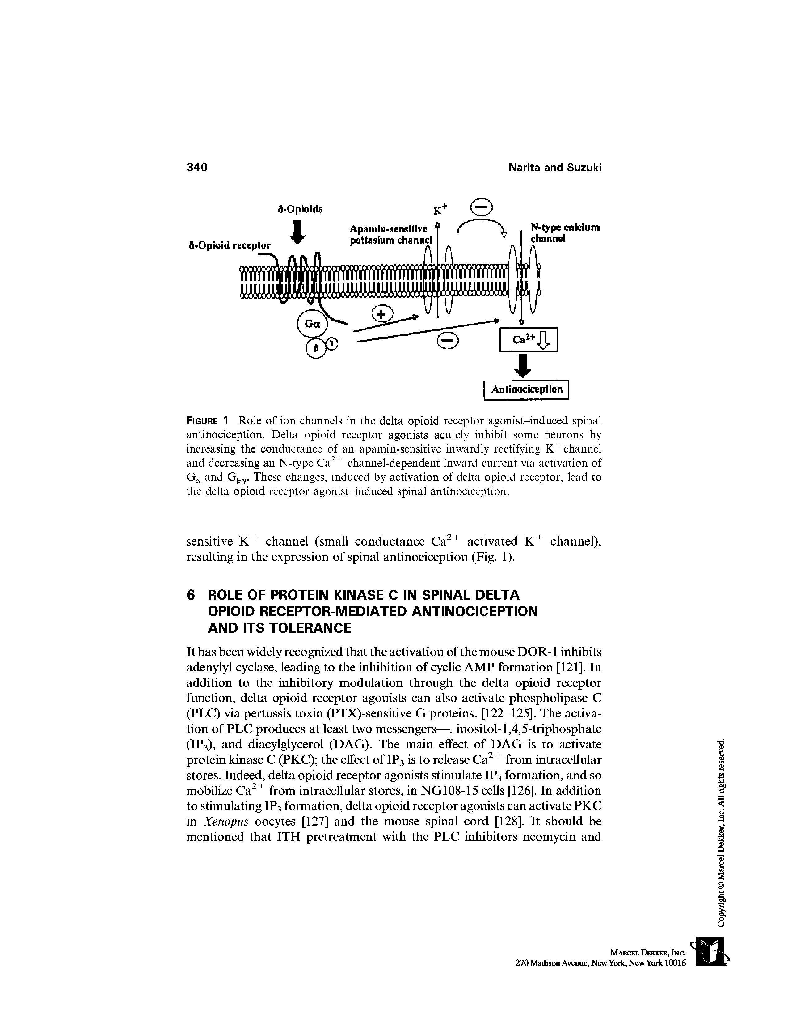 Figure 1 Role of ion channels in the delta opioid receptor agonist-induced spinal antinociception. Delta opioid receptor agonists acutely inhibit some neurons by increasing the conductance of an apamin-sensitive inwardly rectifying K +channel and decreasing an N-type Ca2+ channel-dependent inward current via activation of Ga and GPr These changes, induced by activation of delta opioid receptor, lead to the delta opioid receptor agonist-induced spinal antinociception.