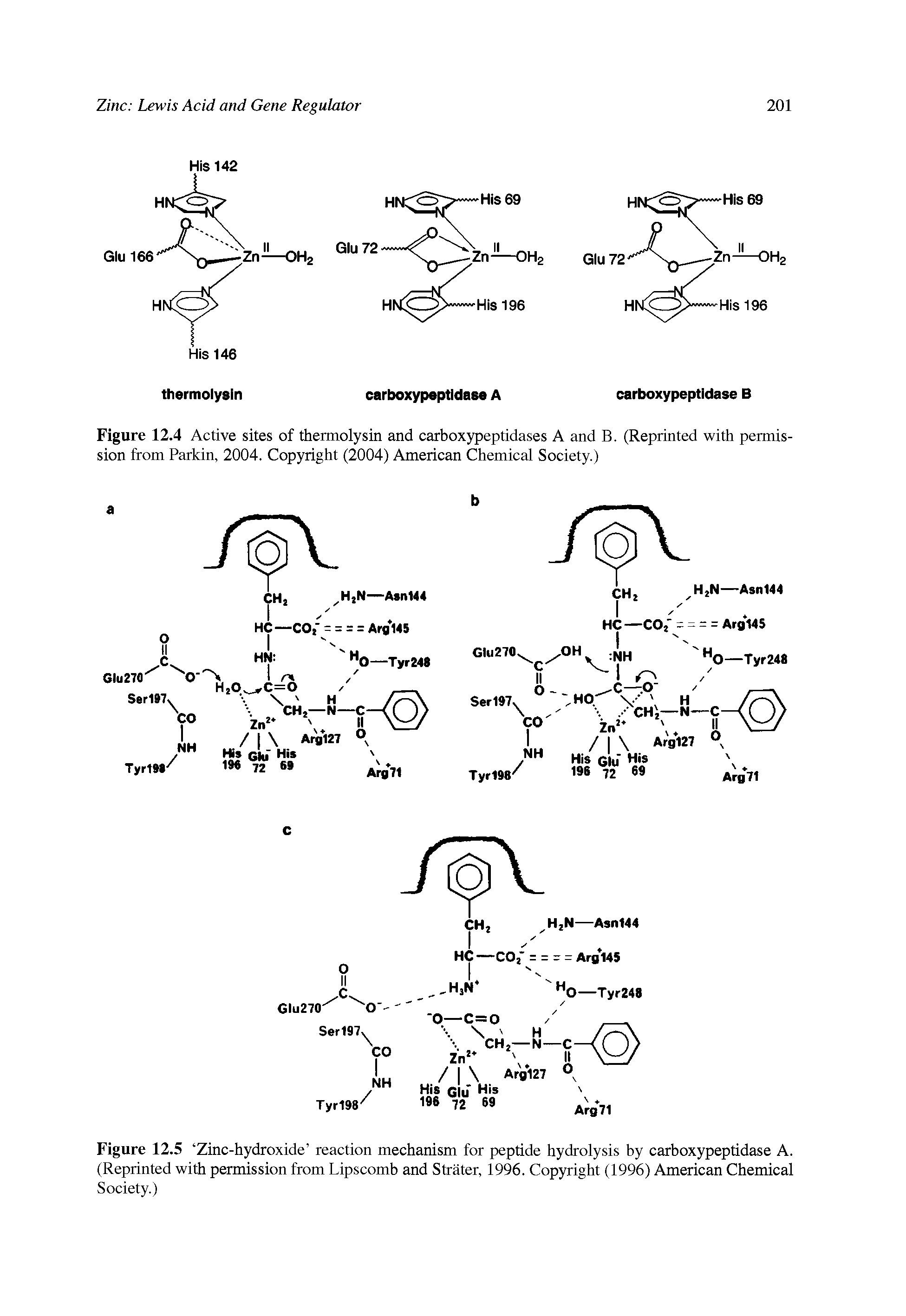Figure 12.4 Active sites of thermolysin and carboxypeptidases A and B. (Reprinted with permission from Parkin, 2004. Copyright (2004) American Chemical Society.)...