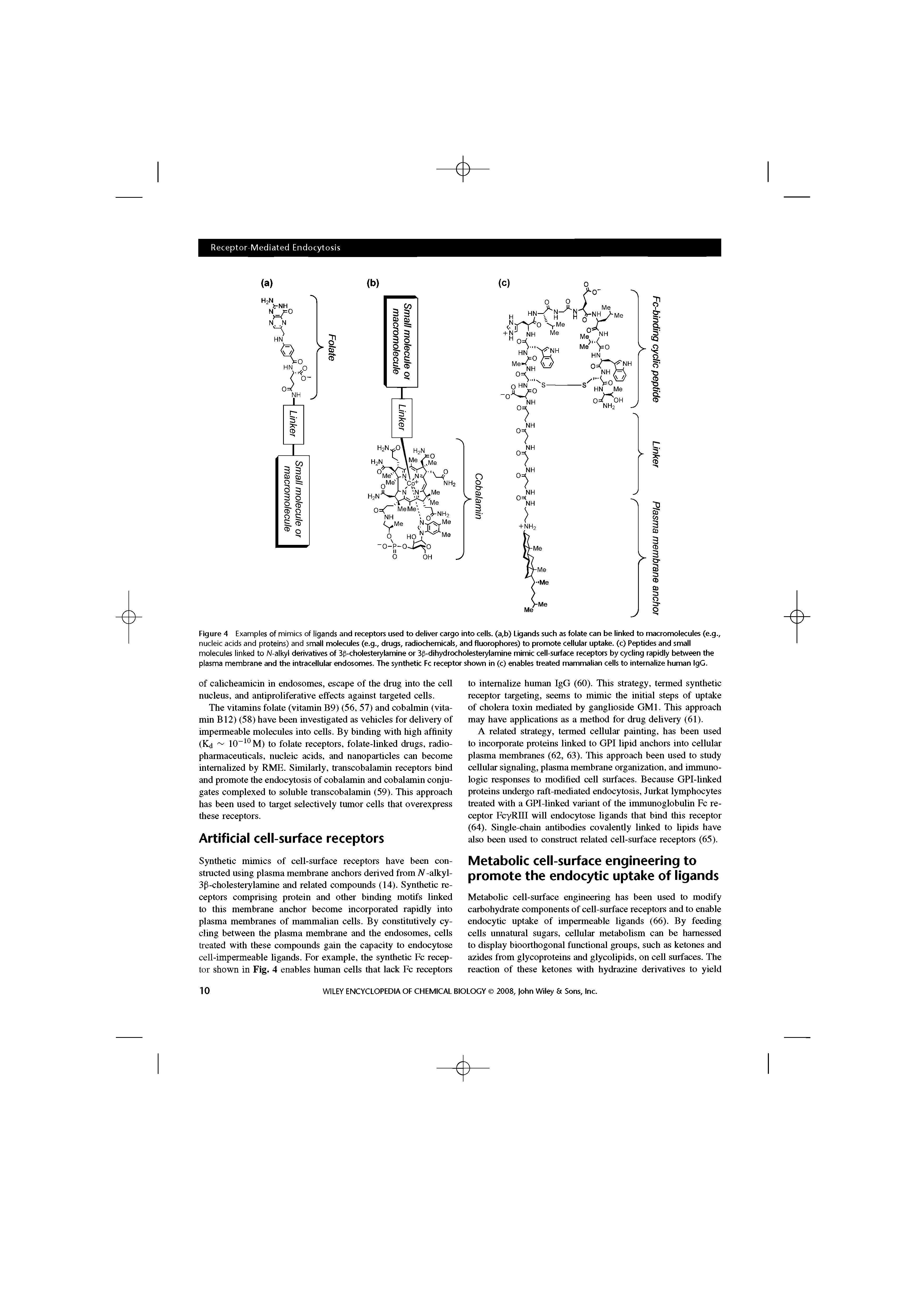 Figure 4 Examples of mimics of ligands and receptors used to deliver cargo into cells. (a,b) Ligands such as folate can be linked to macromolecules (e.g., nucleic acids and proteins) and small molecules (e.g., drugs, radiochemicals, and fluorophores) to promote cellular uptake, (c) Peptides and small molecules linked to N-alkyl derivatives of 3p-cholesterylamine or 3p-dihydrocholesterylamine mimic cell-surface receptors by cycling rapidly between the plasma membrane and the intracellular endosomes. The synthetic Fc receptor shown in (c) enables treated mammalian cells to internalize human igG.