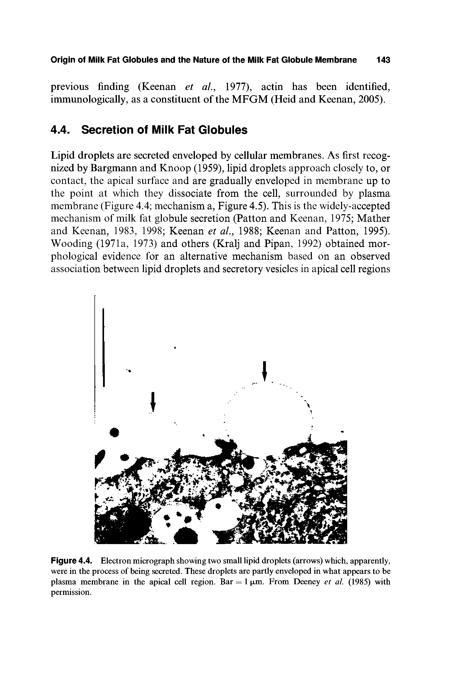 Figure 4.4. Electron micrograph showing two small lipid droplets (arrows) which, apparently, were in the process of being secreted. These droplets are partly enveloped in what appears to be plasma membrane in the apical cell region. Bar = 1 pm. From Deeney et al. (1985) with permission.