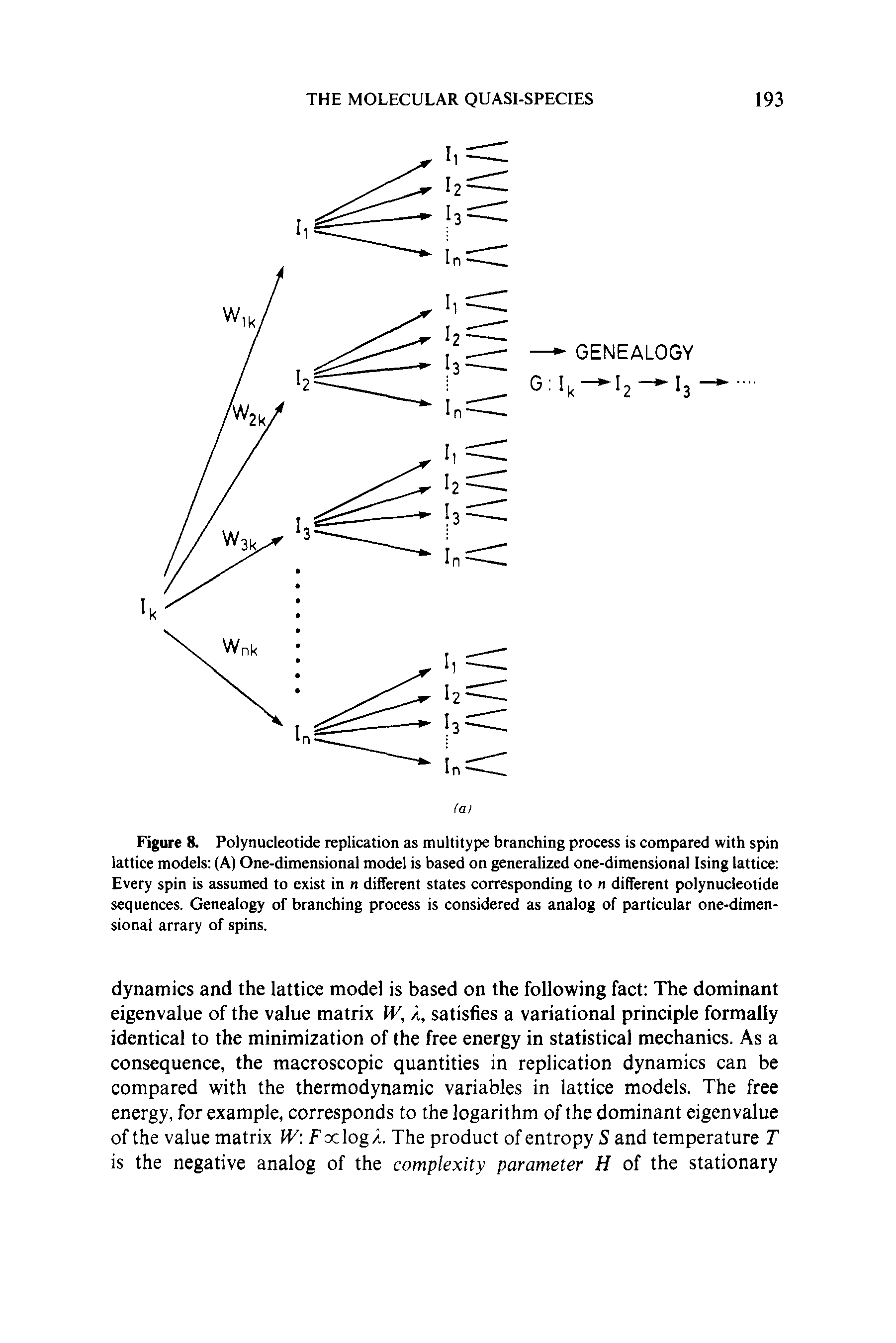 Figure 8. Polynucleotide replication as multitype branching process is compared with spin lattice models (A) One-dimensional model is based on generalized one-dimensional Ising lattice Every spin is assumed to exist in n different states corresponding to n different polynucleotide sequences. Genealogy of branching process is considered as analog of particular one-dimensional arrary of spins.