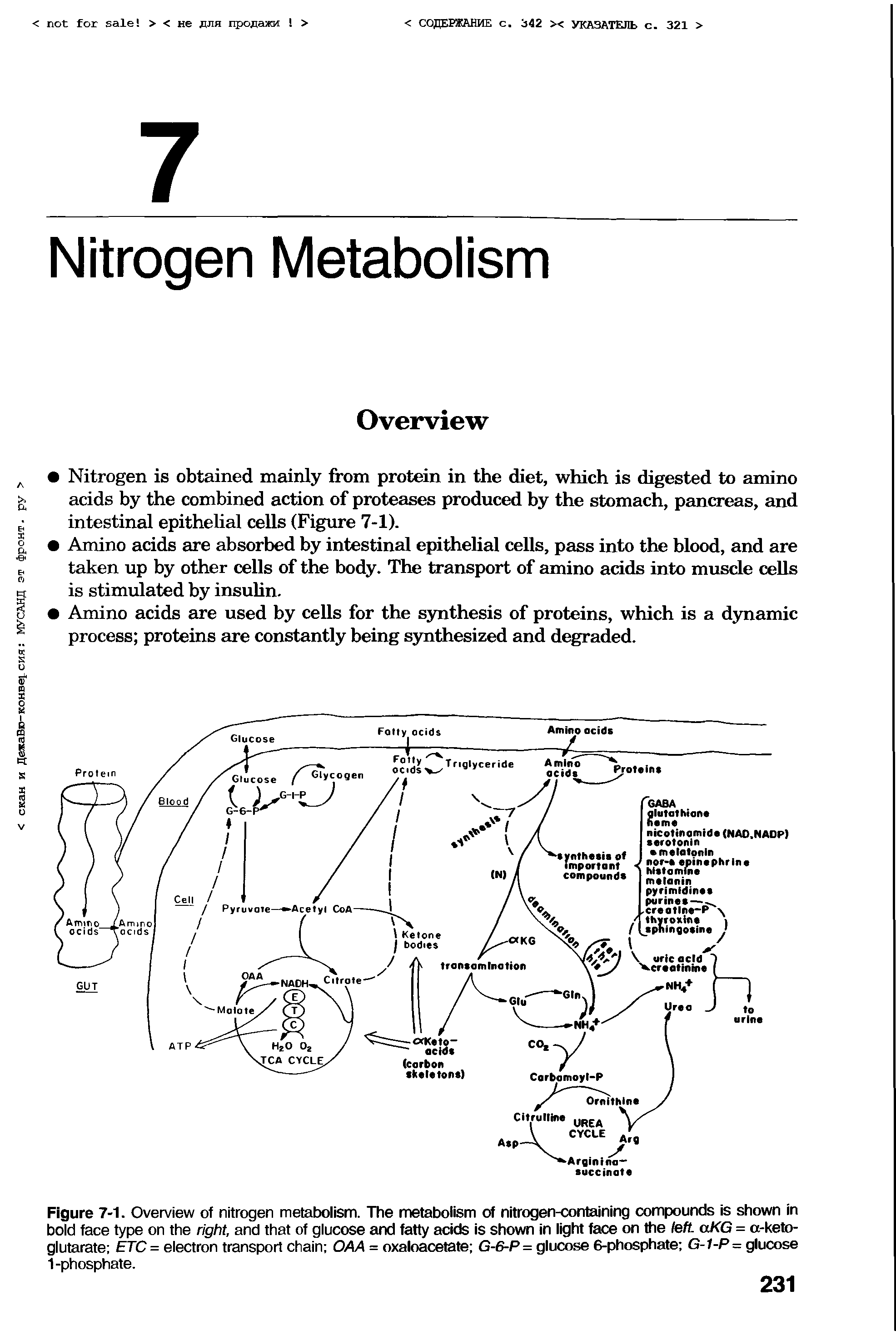 Figure 7-1. Overview of nitrogen metabolism. The metabolism of nitrogen-containing compounds is shown in bold face type on the right, and that of glucose and fatty acids is shown in light face on the left. aKG = a-keto-glutarate ETC = electron transport chain OAA = oxaloacetate G-6-P = glucose 6-phosphate G-1-P= glucose 1-phosphate.