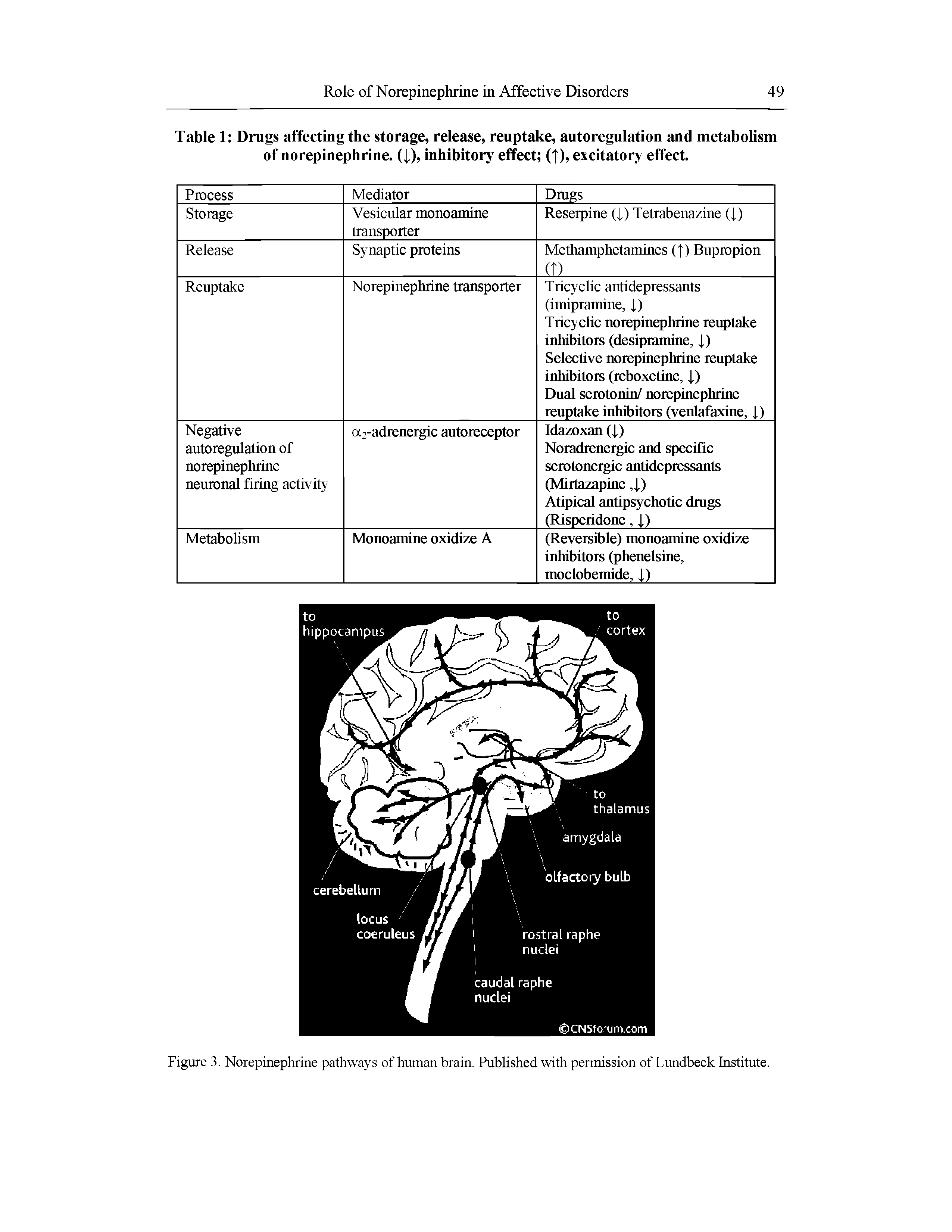 Figure 3. Norepinephrine pathways of human brain. Published with permission of Lundbeck Institute.