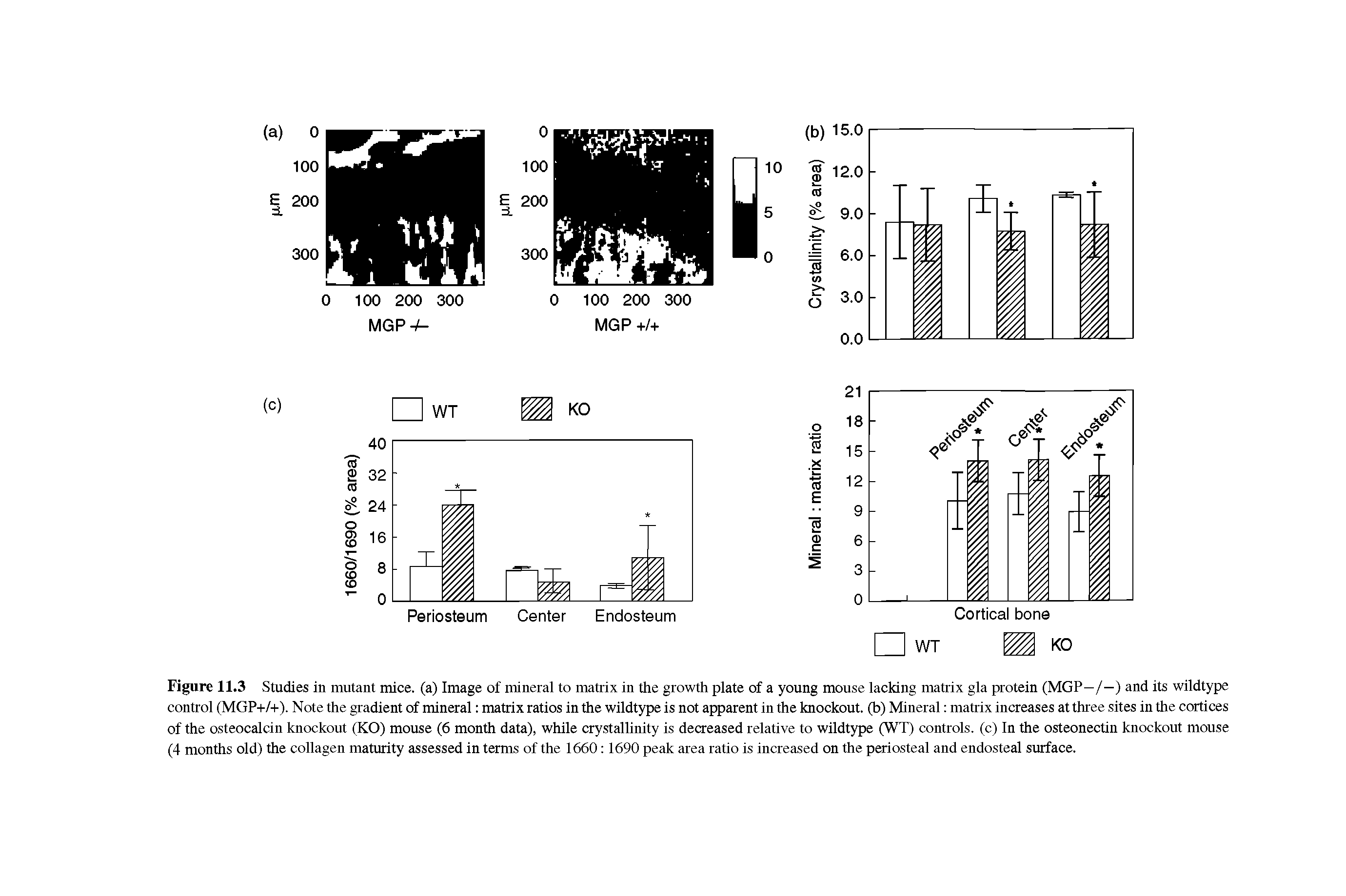 Figure 11.3 Studies in mutant mice, (a) Image of mineral to matrix in the growth plate of a young mouse lacking matrix gla protein (MGP—/—) and its wildtype control (MGP+/+). Note the gradient of mineral matrix ratios in the wildtype is not apparent in the knockout, (b) Mineral matrix increases at three sites in the cortices of the osteocalcin knockout (KO) mouse (6 month data), while crystallinity is decreased relative to wildtype (WT) controls, (c) In the osteonectin knockout mouse (4 months old) the collagen maturity assessed in terms of the 1660 1690 peak area ratio is increased on the periosteal and endosteal surface.