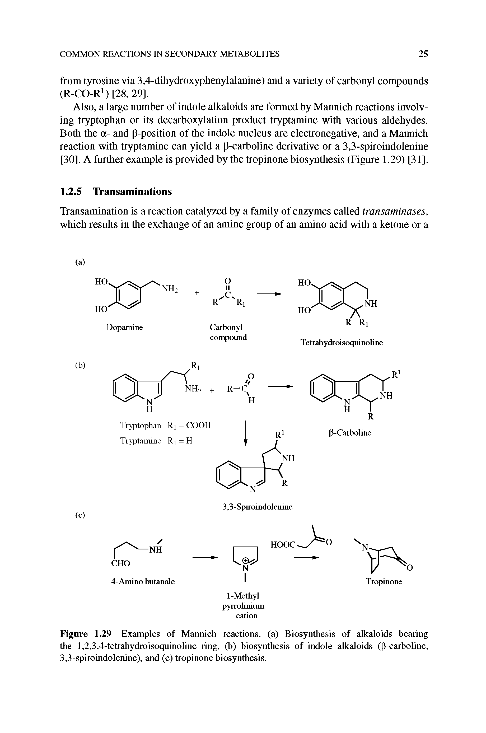 Figure 1.29 Examples of Mannich reactions, (a) Biosynthesis of alkaloids bearing the 1,2,3,4-tetrahydroisoqumoline ring, (h) biosynthesis of indole alkaloids (P-carboline, 3,3-spiroindolenine), and (c) tropinone biosynthesis.