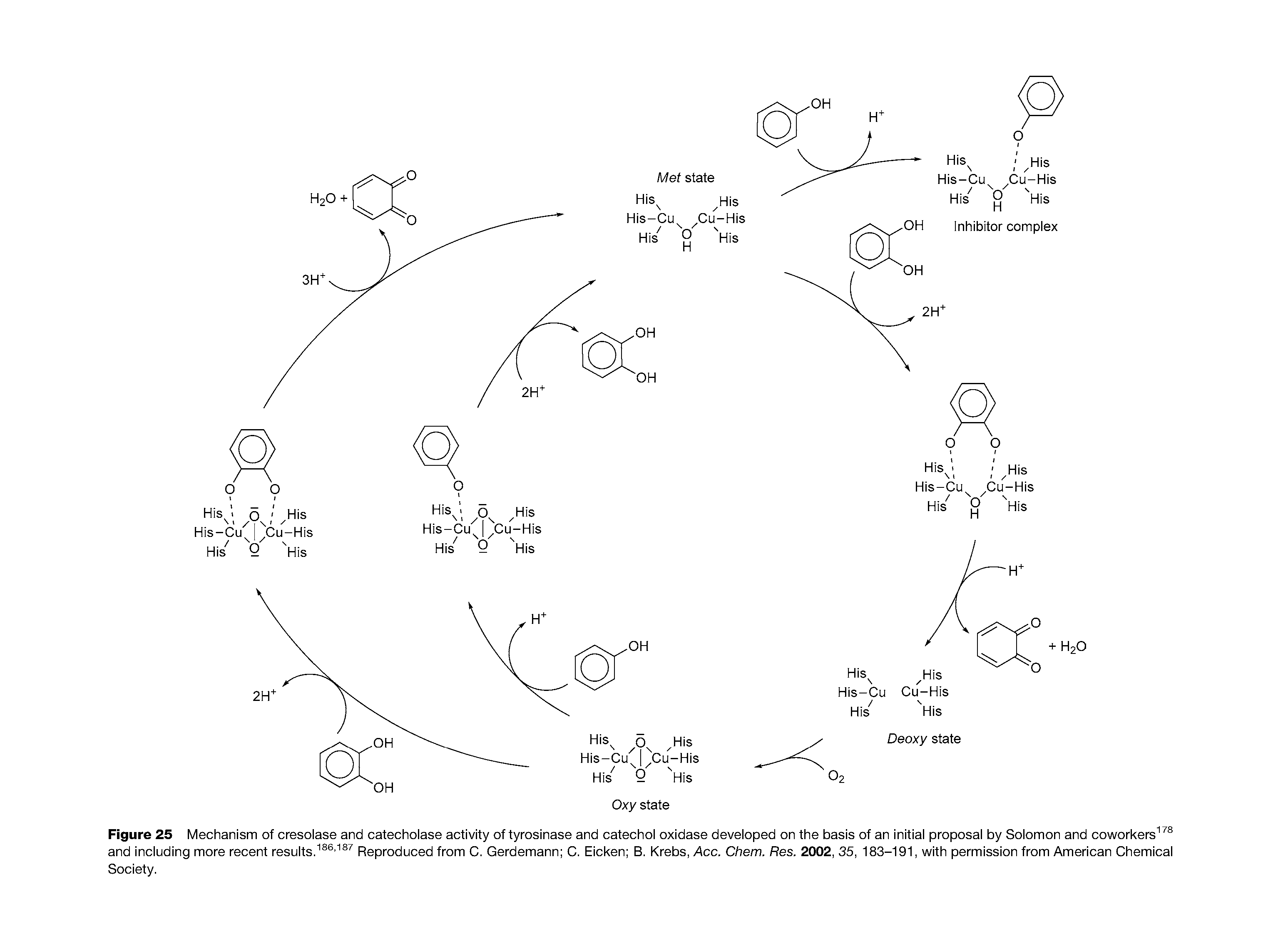 Figure 25 Mechanism of cresolase and catecholase activity of tyrosinase and catechoi oxidase deveioped on the basis of an initiai proposai by Soiomon and coworkers and inciuding more recent resuits.Reproduced from C. Gerdemann C. Eicken B. Krebs, Acc. Chem. Res. 2002, 35, 183-191, with permission from American Chemicai Society.