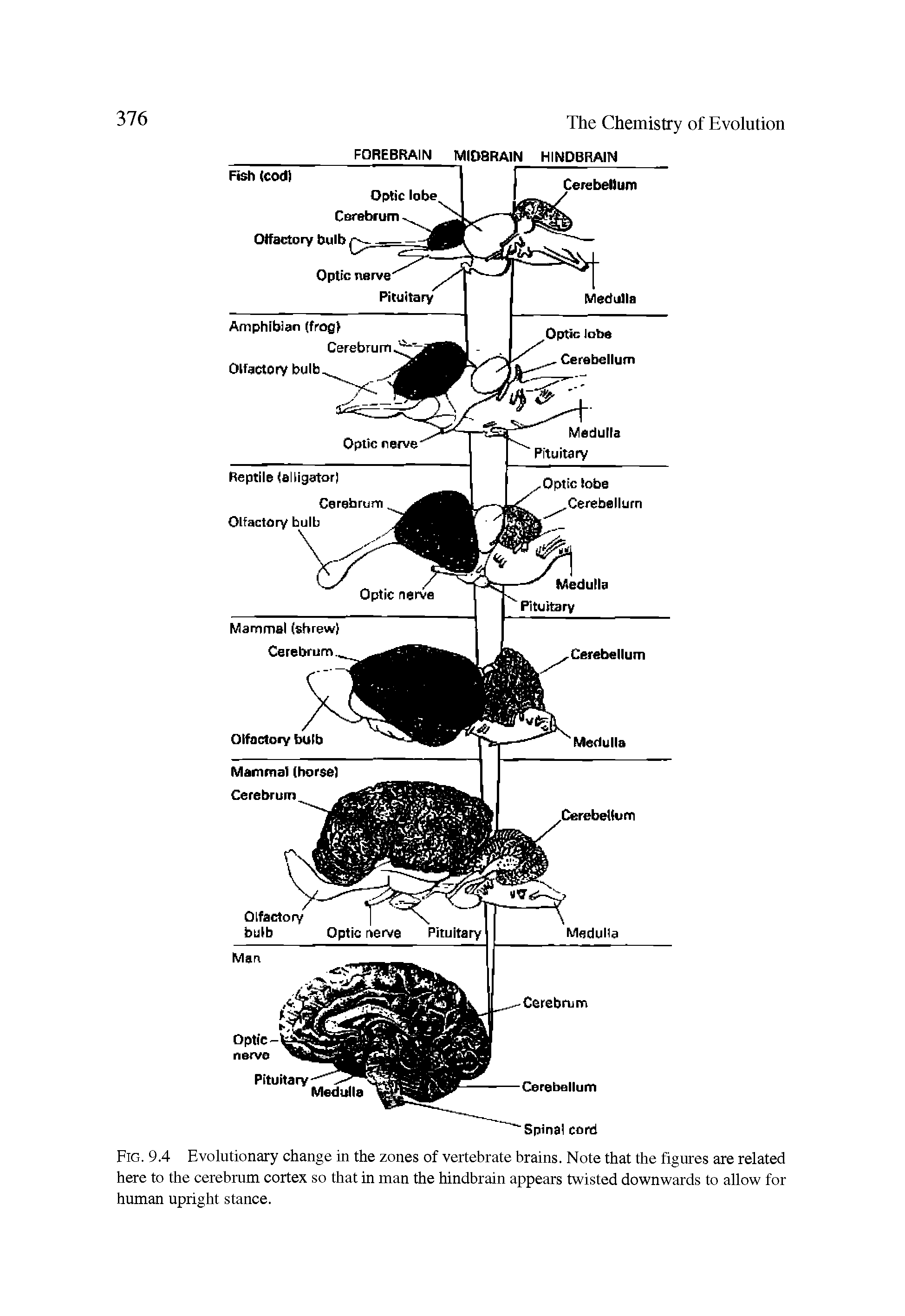 Fig. 9.4 Evolutionary change in the zones of vertebrate brains. Note that the figures are related here to the cerebrum cortex so that in man the hindbrain appears twisted downwards to allow for human upright stance.