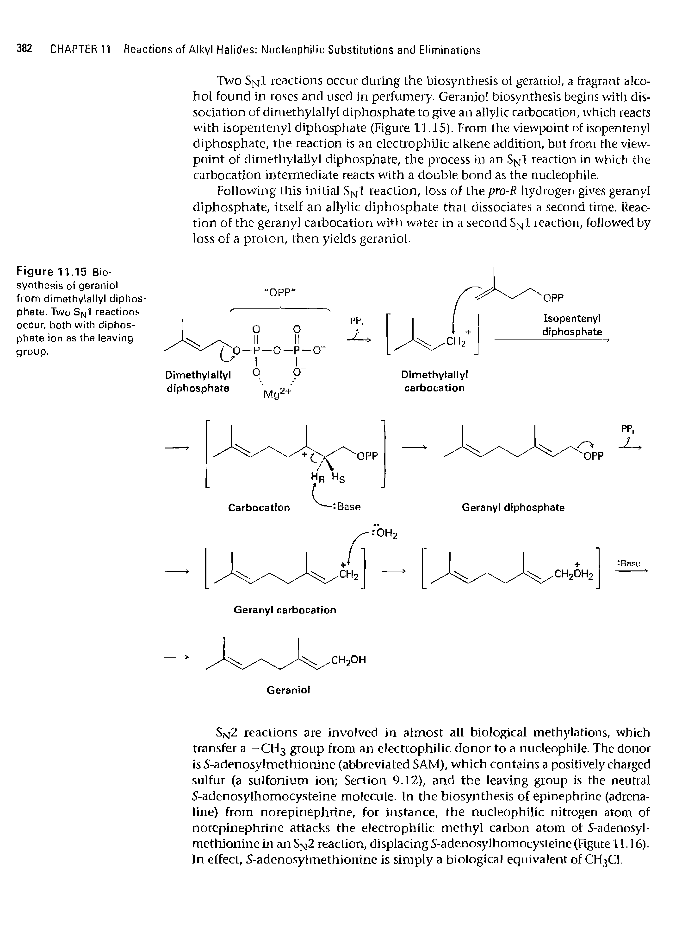 Figure 11.15 Biosynthesis of geraniol from dimethylallyl diphosphate. Two Sfvjl reactions occur, both with diphosphate ion as the leaving group.