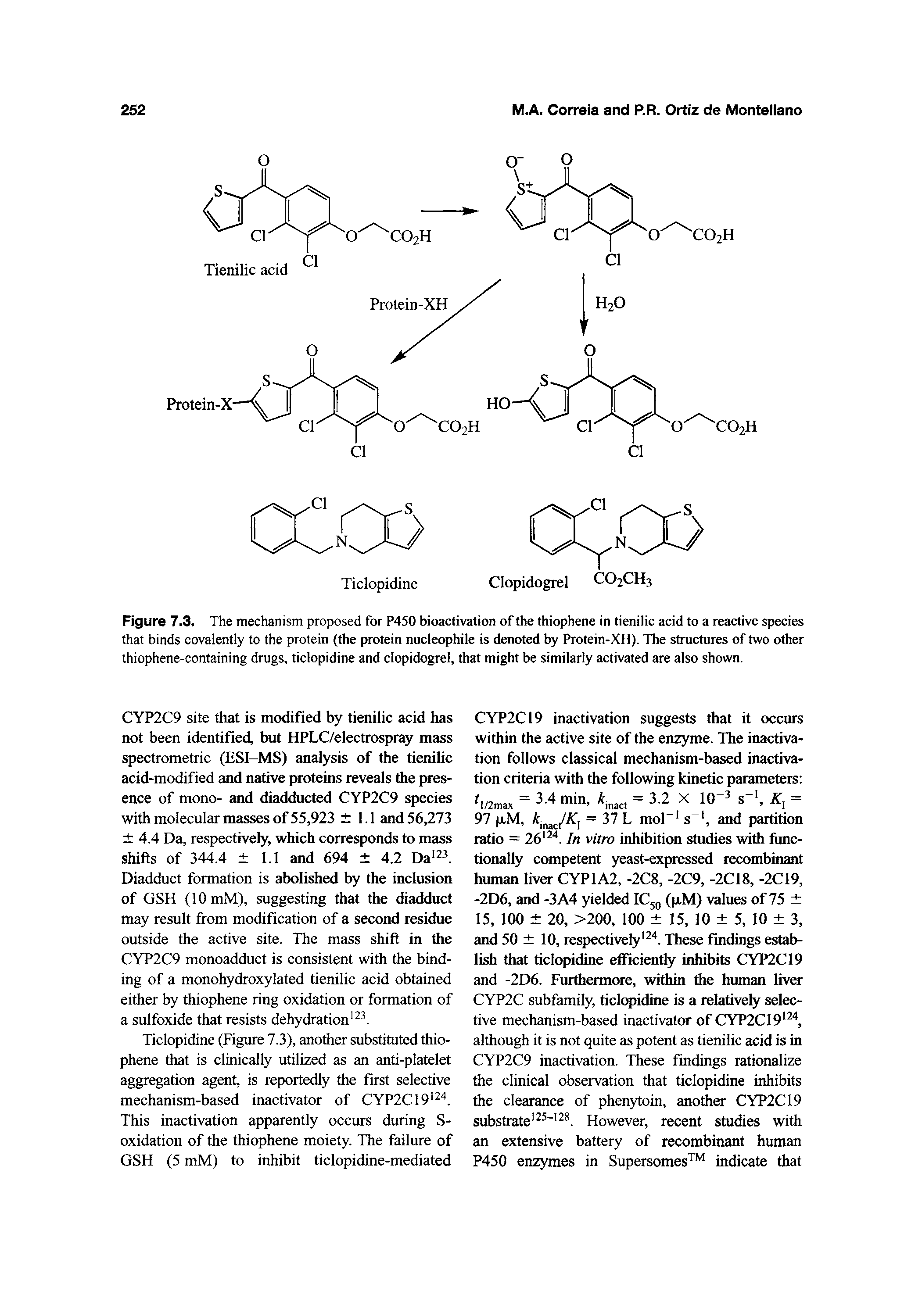 Figure 7.3. The mechanism proposed for P450 bioactivation of the thiophene in tienilic acid to a reactive species that binds covalently to the protein (the protein nucleophile is denoted by Protein-XH). The structures of two other thiophene-containing drugs, ticlopidine and clopidogrel, that might be similarly activated are also shown.