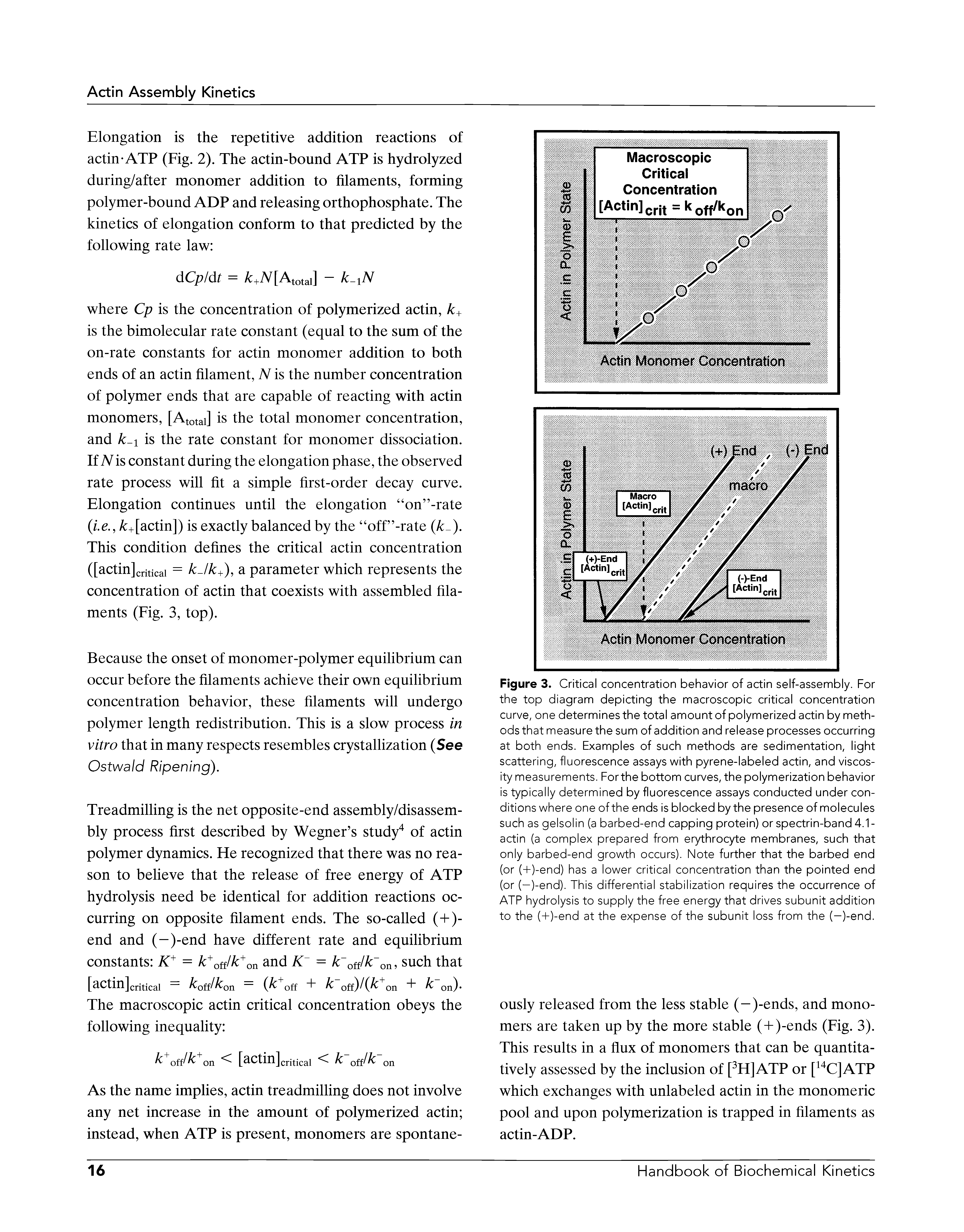 Figure 3. Critical concentration behavior of actin self-assembly. For the top diagram depicting the macroscopic critical concentration curve, one determines the total amount of polymerized actin by methods that measure the sum of addition and release processes occurring at both ends. Examples of such methods are sedimentation, light scattering, fluorescence assays with pyrene-labeled actin, and viscosity measurements. Forthe bottom curves, the polymerization behavior is typically determined by fluorescence assays conducted under conditions where one of the ends is blocked by the presence of molecules such as gelsolin (a barbed-end capping protein) or spectrin-band 4.1 -actin (a complex prepared from erythrocyte membranes, such that only barbed-end growth occurs). Note further that the barbed end (or (+)-end) has a lower critical concentration than the pointed end (or (-)-end). This differential stabilization requires the occurrence of ATP hydrolysis to supply the free energy that drives subunit addition to the (+)-end at the expense of the subunit loss from the (-)-end.