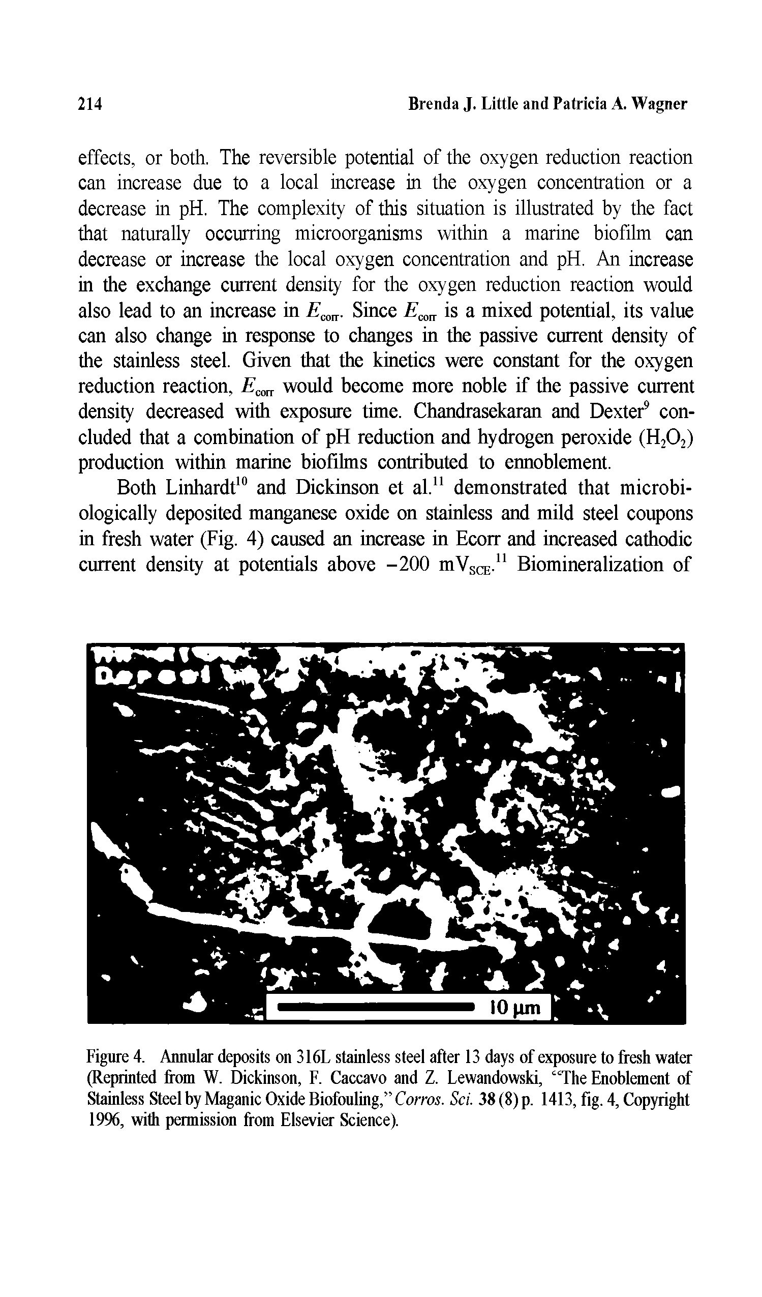 Figure 4. Annular deposits on 316L stainless steel after 13 days of exposure to fresh water (Reprinted from W. Dickinson, F. Caccavo and Z. Lewandowski, The Enoblement of Stainless Steel by Maganic Oxide Biofouling, Corns. Sci. 38 (8) p. 1413, fig. 4, Copyright 1996, with permission from Elsevier Science).
