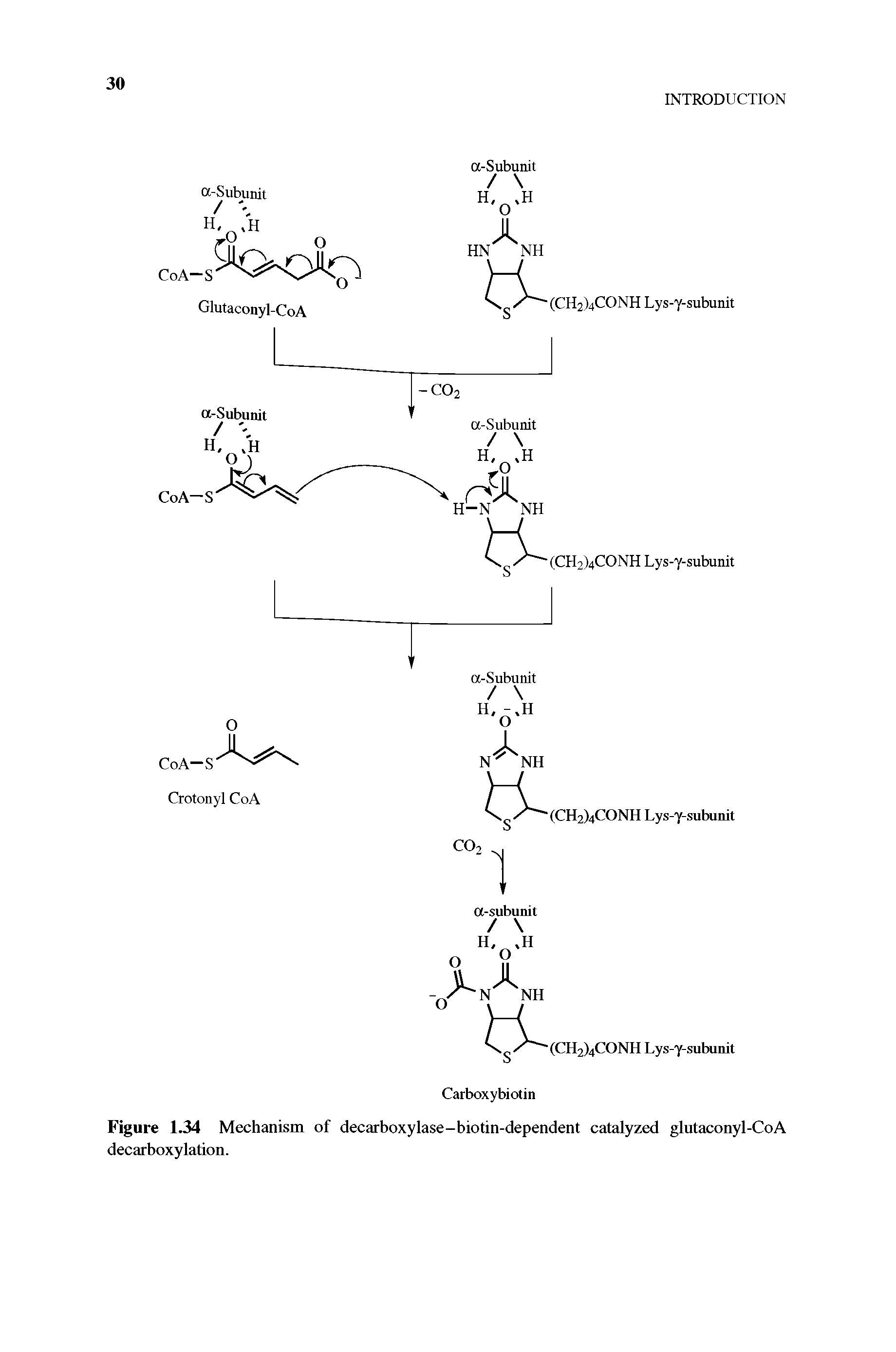 Figure 1.34 Mechanism of decarboxylase-biotin-dependent catalyzed glutaconyl-CoA decarboxylation.
