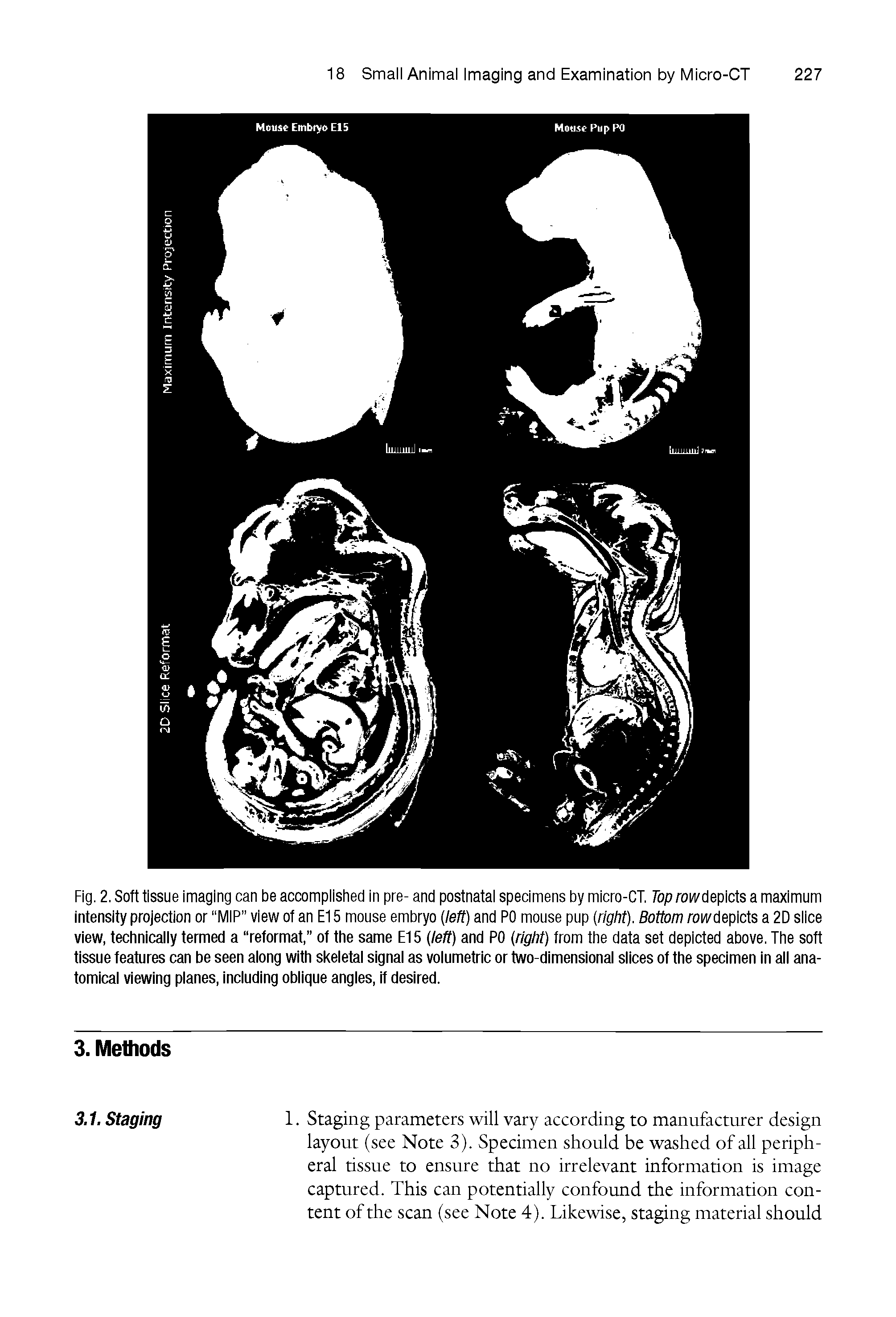 Fig. 2. Soft tissue imaging can be accomplished in pre- and postnatal specimens by micro-CT. Top rowdepicts a maximum intensity projection or WIIP view of an El 5 mouse embryo left) and PO mouse pup (right). Bottom rowdepicts a 2D slice view, technically termed a reformat, of the same El 5 (left) and PO (right) from the data set depicted above. The soft tissue features can be seen along with skeletal signal as volumetric or two-dimensional slices of the specimen in all anatomical viewing planes, including oblique angles, if desired.