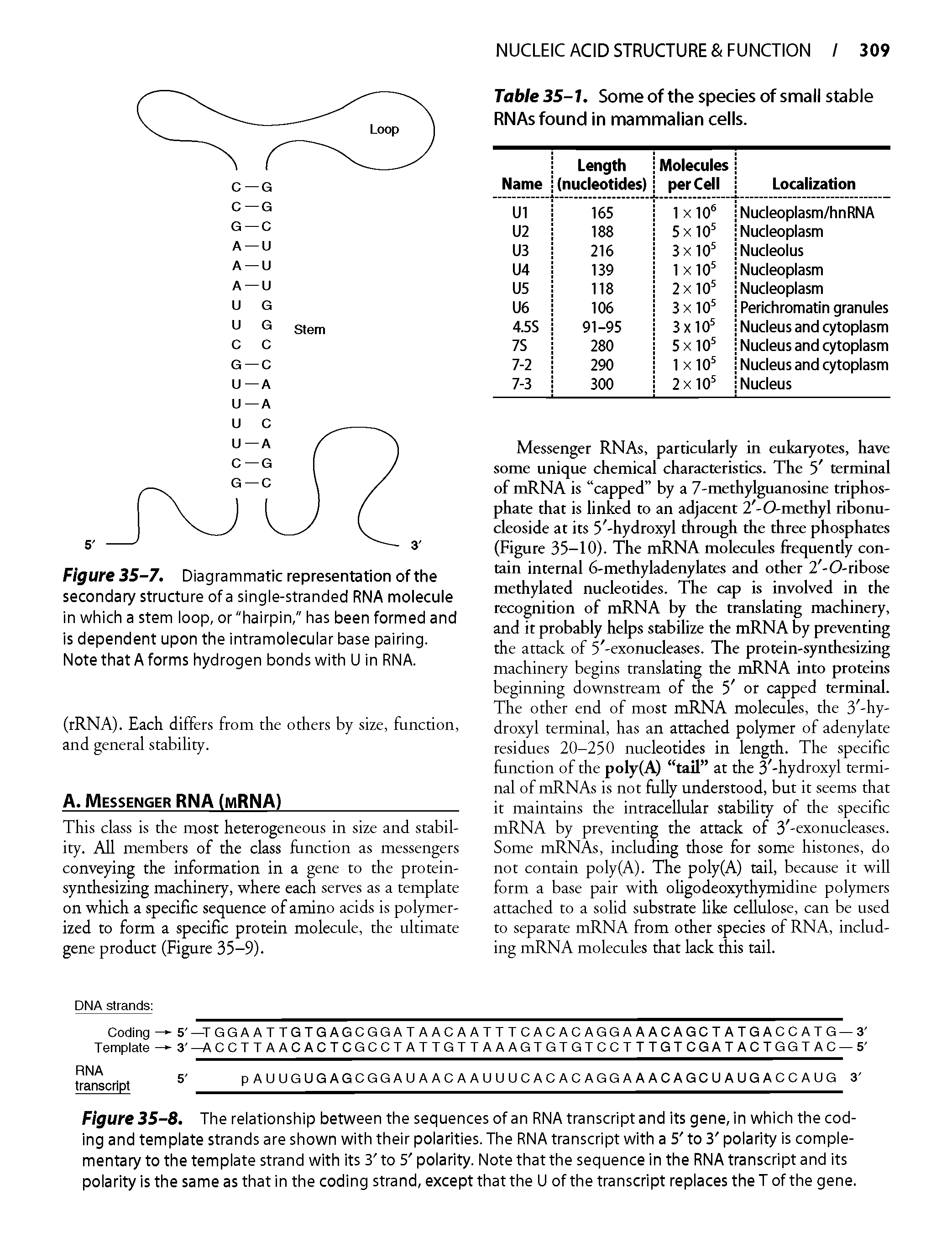 Table 35-1. Some of the species of small stable RNAs found in mammalian cells.