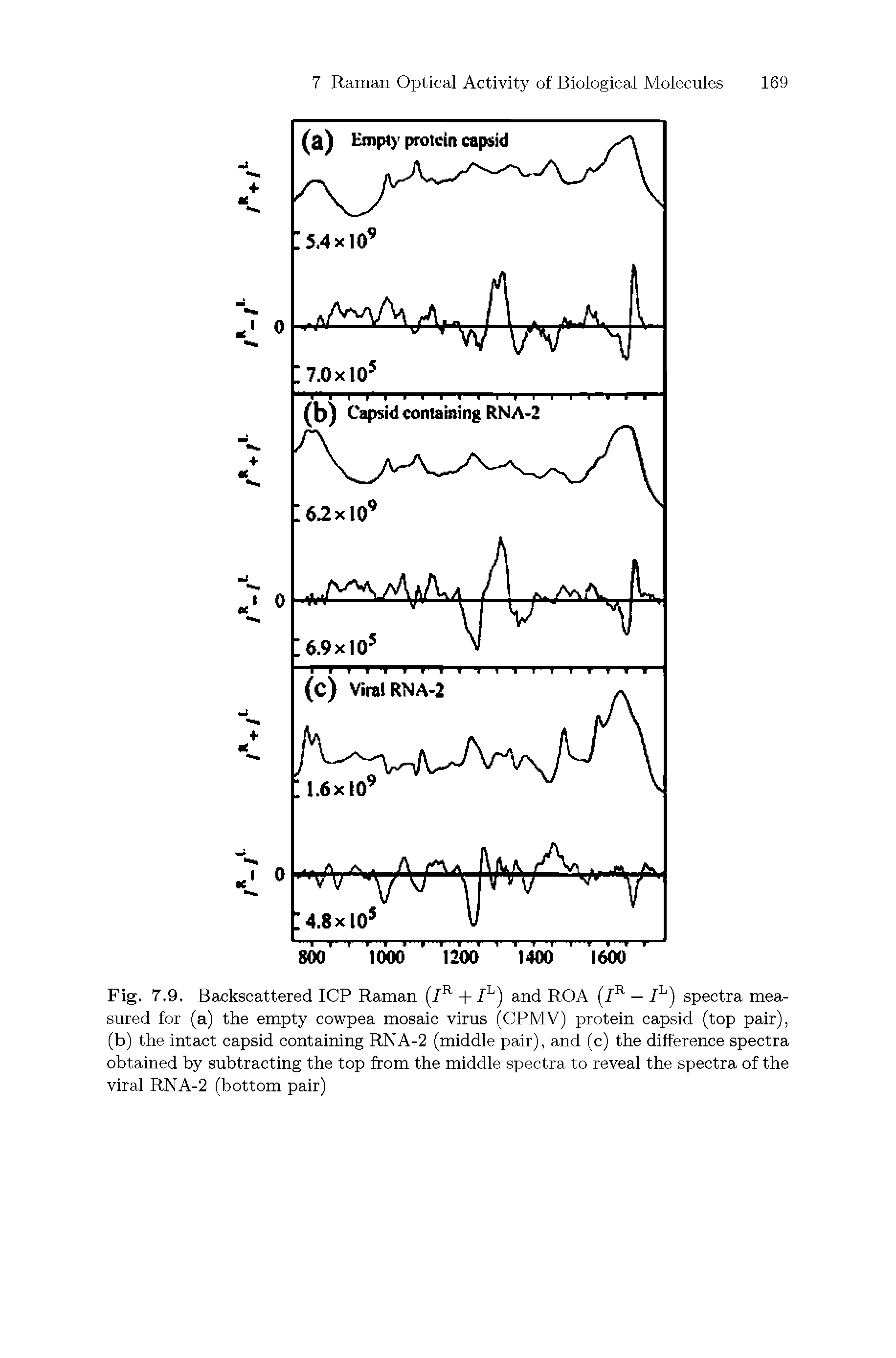 Fig. 7.9. Backscattered ICP Raman (/R + /L) and ROA (/R — /L) spectra measured for (a) the empty cowpea mosaic virus (CPMV) protein capsid (top pair), (b) the intact capsid containing RNA-2 (middle pair), and (c) the difference spectra obtained by subtracting the top from the middle spectra to reveal the spectra of the viral RNA-2 (bottom pair)...