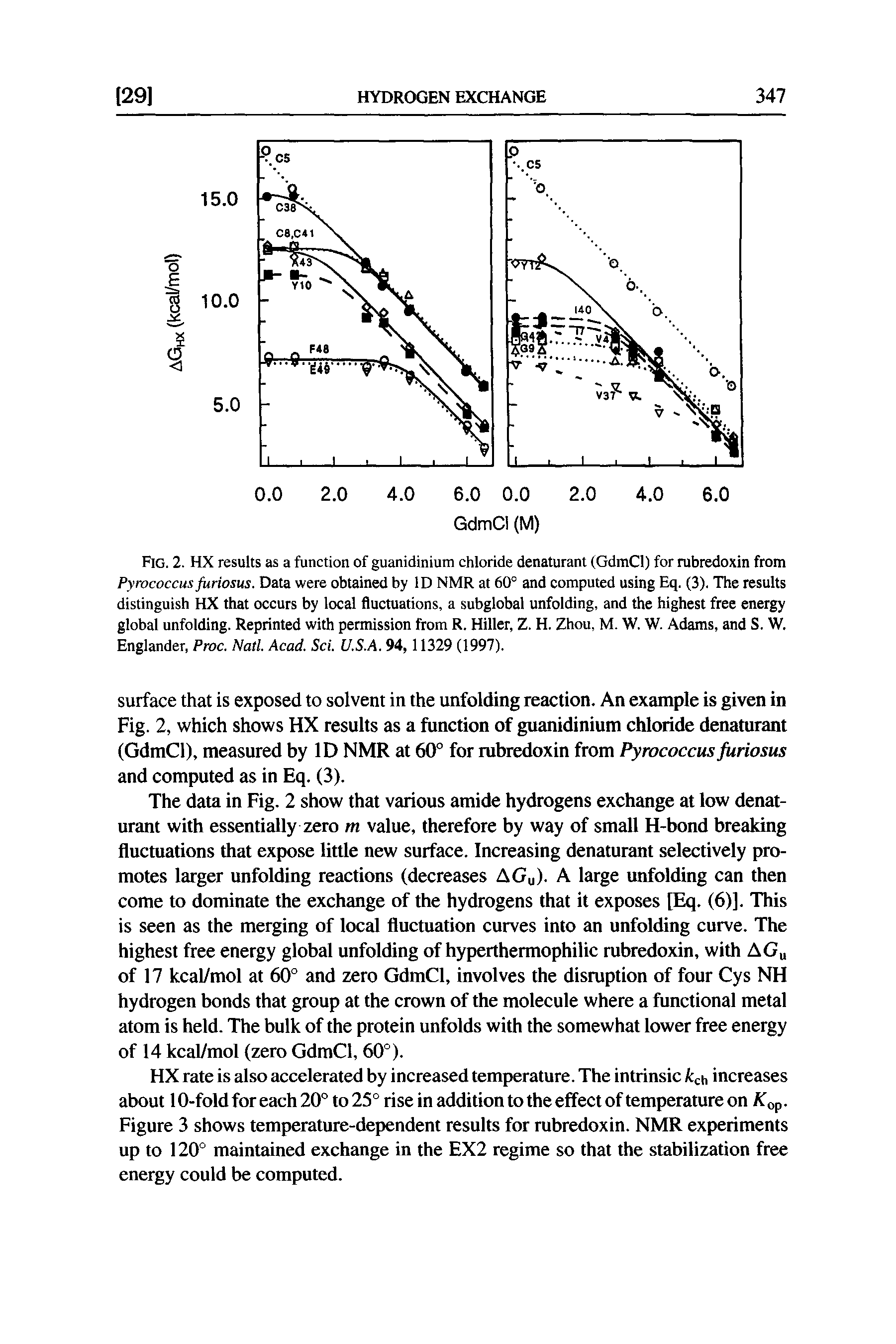 Fig. 2. HX results as a function of guanidinium chloride denaturant (GdmCl) for rubredoxin from Pyrococcus furiosus. Data were obtained by ID NMR at 60° and computed using Eq. (3). The results distinguish HX that occurs by local fluctuations, a subglobal unfolding, and the highest free energy global unfolding. Reprinted with permission from R. Hiller, Z. H. Zhou, M. W. W. Adams, and S. W. Englander, Proc. Natl Acad. Sci. U.S.A. 94,11329 (1997).