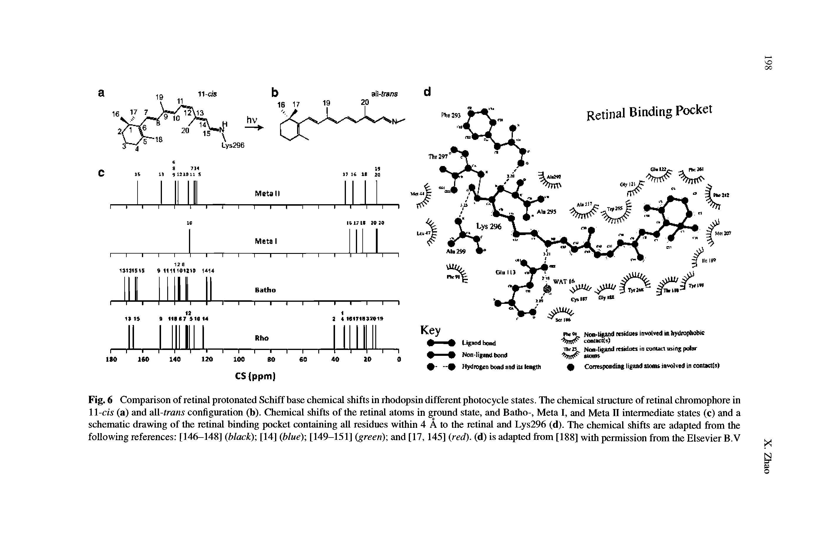 Fig. 6 Comparison of retinal protonated Schiff base chemical shifts in rhodopsin different photocycle states. The chemical structure of retinal chromophore in 11-cw (a) and all-trans configuration (b). Chemical shifts of the retinal atoms in ground state, and Batho-, Meta I, and Meta II intermediate states (c) and a schematic drawing of the retinal binding pocket containing all residues within 4 A to the retinal and Lys296 (d). The chemical shifts are adapted from the following references [146-148] (black) [14] (blue) [149-151] (green) and [17, 145] (red), (d) is adapted from [188] with permission from the Elsevier B.V...