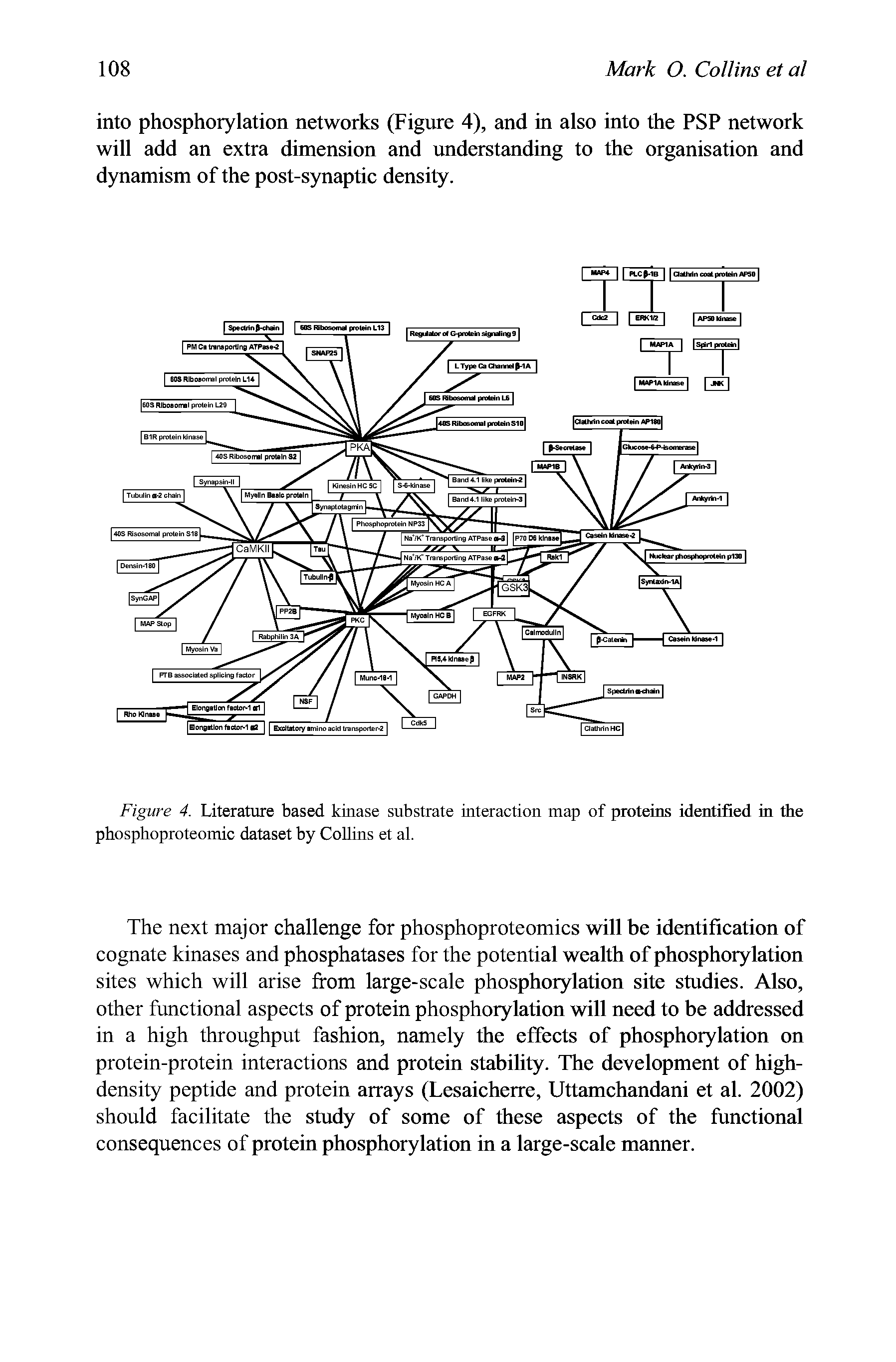 Figure 4. Literature based kinase substrate interaction map of proteins identified in the phosphoproteomic dataset by Collins et al.