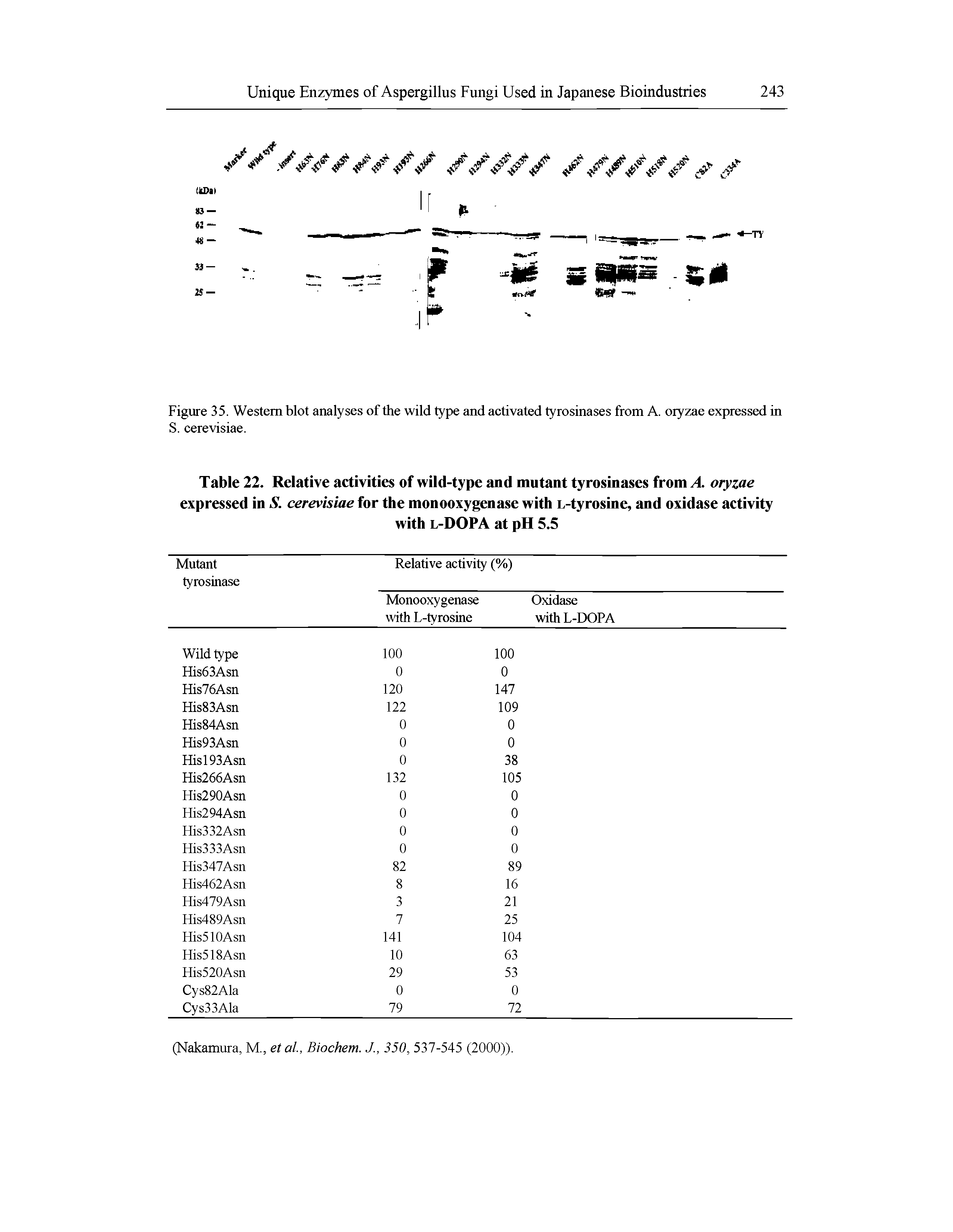 Table 22. Relative activities of wild-type and mutant tyrosinases from A. oryzae expressed in S. cerevisiae for the monooxygenase with L-tyrosine, and oxidase activity...