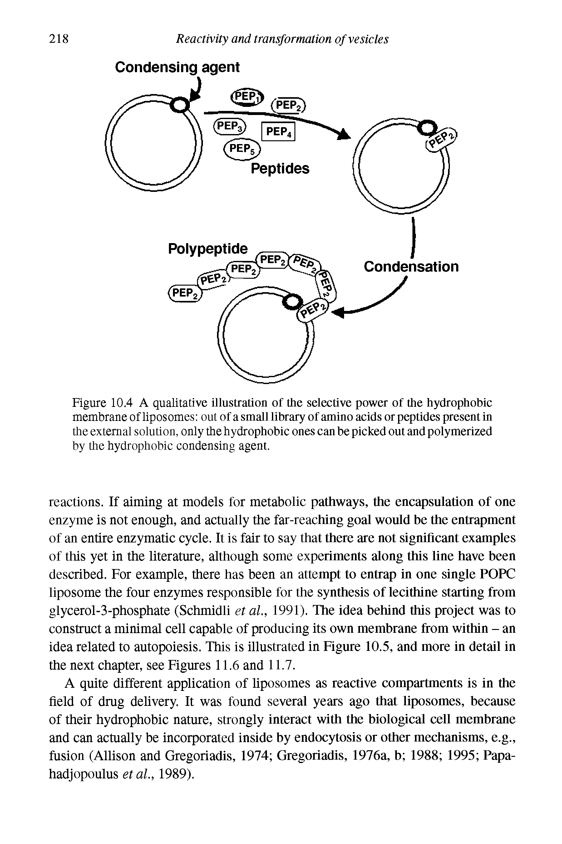 Figure 10.4 A qualitative illustration of the selective power of the hydrophobic membrane of liposomes out of a small library of amino acids or peptides present in the external solution, only the hydrophobic ones can be picked out and polymerized by the hydrophobic condensing agent.