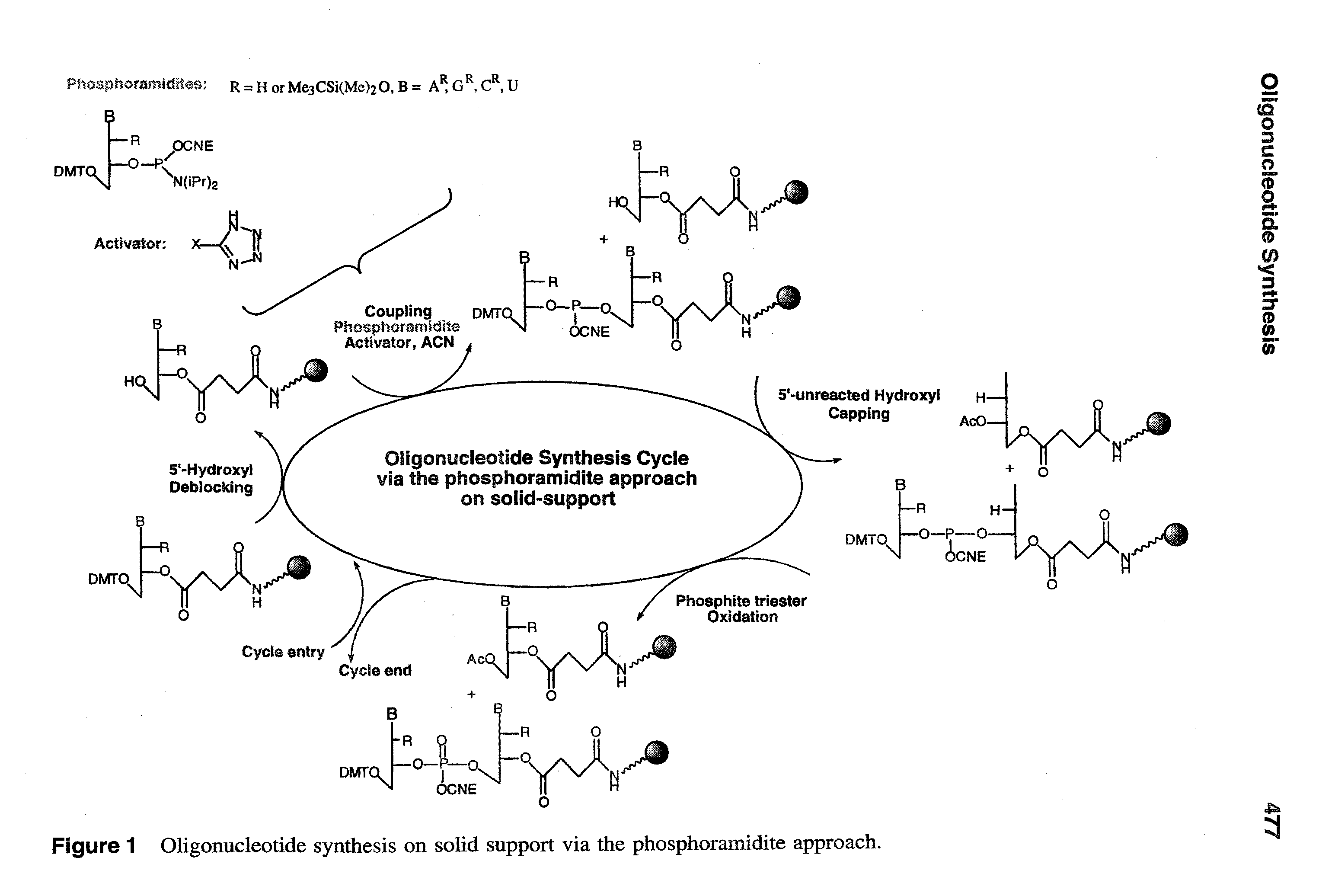 Figure 1 Oligonucleotide synthesis on solid support via the phosphoramidite approach.