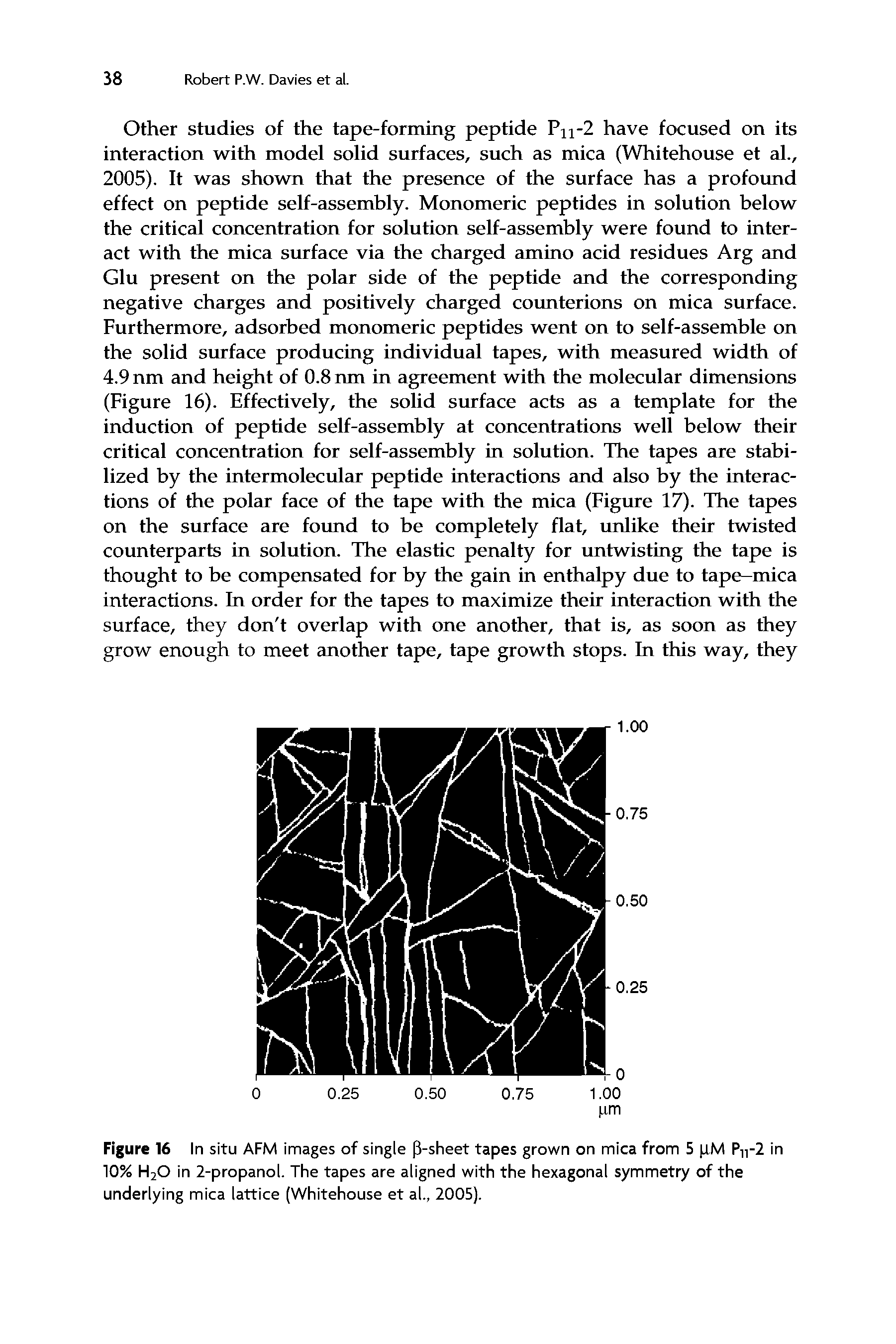 Figure 16 In situ AFM images of single P-sheet tapes grown on mica from 5 (XM Pu-2 in 10% H20 in 2-propanol. The tapes are aligned with the hexagonal symmetry of the underlying mica lattice (Whitehouse et al., 2005).