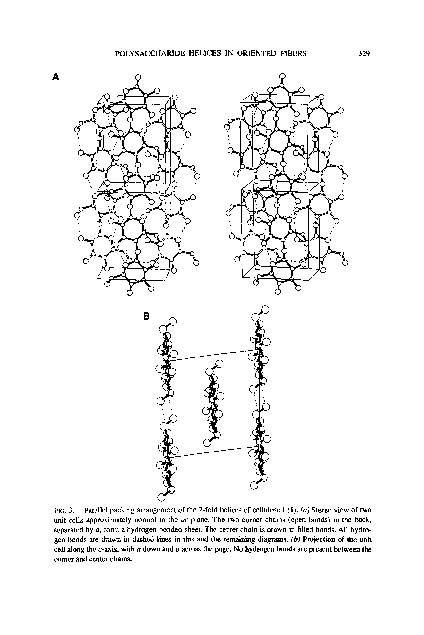 Fig. 3.—Parallel packing arrangement of the 2-fold helices of cellulose I (1). (a) Stereo view of two unit cells approximately normal to the ac-plane. The two comer chains (open bonds) in the back, separated by a, form a hydrogen-bonded sheet. The center chain is drawn in filled bonds. All hydrogen bonds are drawn in dashed lines in this and the remaining diagrams, (b) Projection of the unit cell along the c-axis, with a down and b across the page. No hydrogen bonds are present between the comer and center chains.