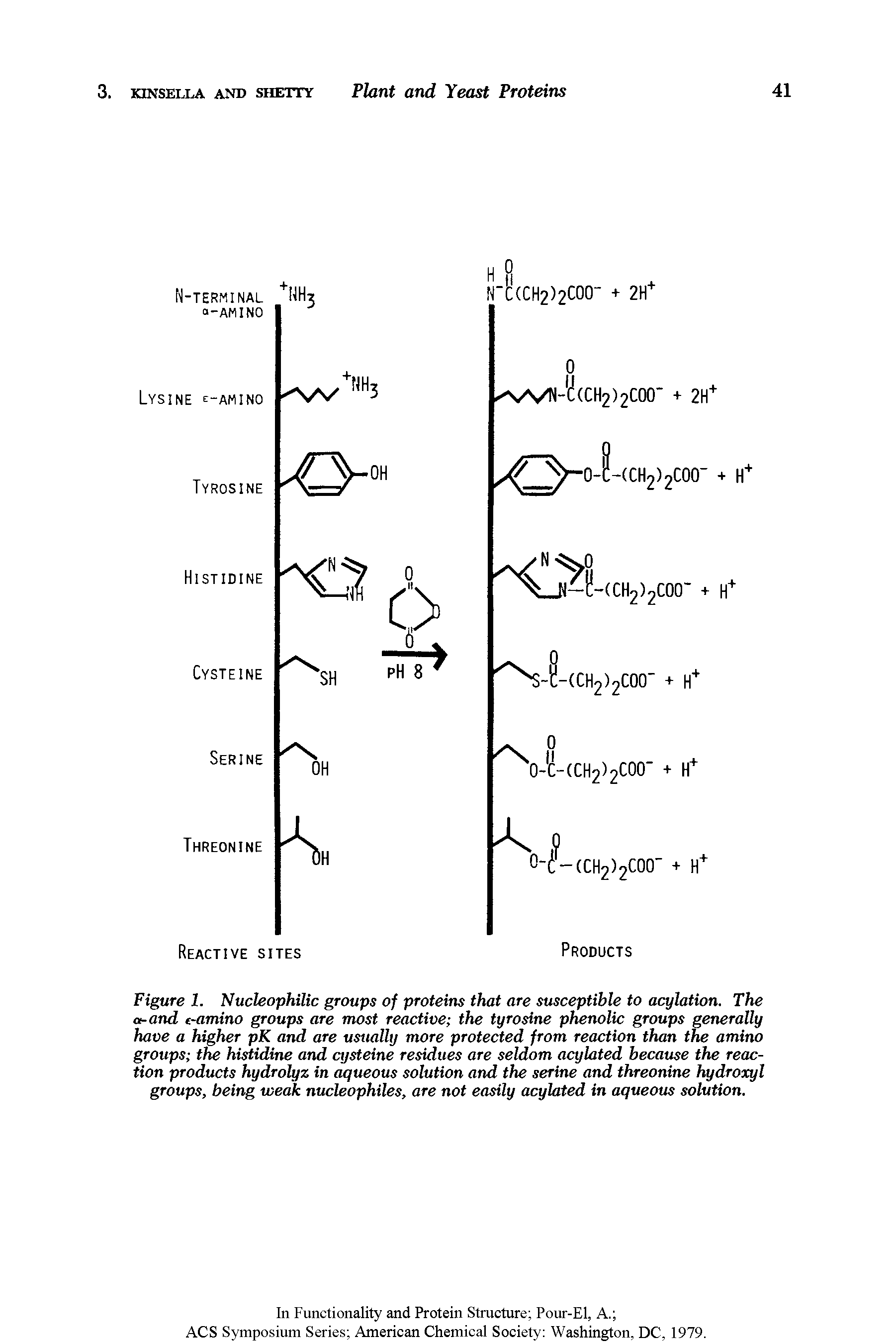 Figure 1. Nucleophilic groups of proteins that are susceptible to acylation. The a-and e-amino groups are most reactive the tyrosine phenolic groups generally have a higher pK and are usually more protected from reaction than the amino groups the histidine and cysteine residues are seldom acylated because the reaction products hydrolyz in aqueous solution and the serine and threonine hydroxyl groups, being weak nucleophiles, are not easily acylated in aqueous solution.