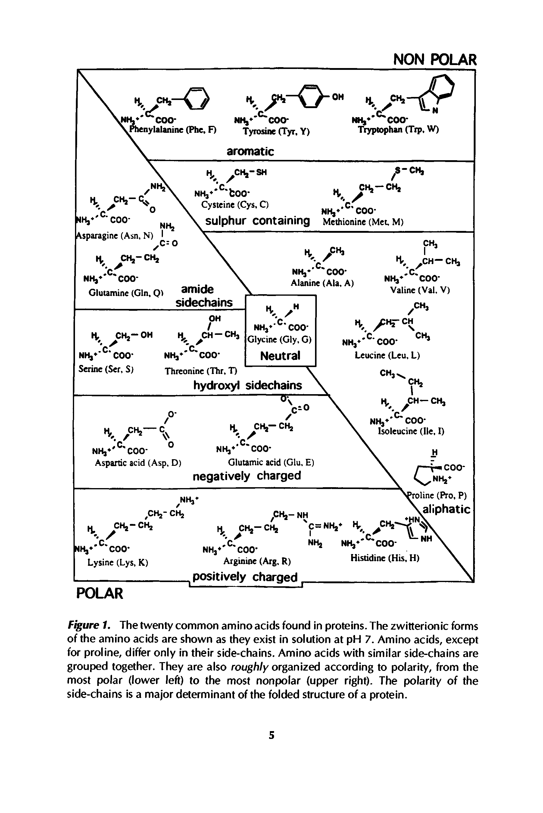 Figure 1. The twenty common amino acids found in proteins. The zwitterionic forms of the amino acids are shown as they exist in solution at pH 7. Amino acids, except for proline, differ only in their side-chains. Amino acids with similar side-chains are grouped together. They are also roughly organized according to polarity, from the most polar (lower left) to the most nonpolar (upper right). The polarity of the side-chains is a major determinant of the folded structure of a protein.
