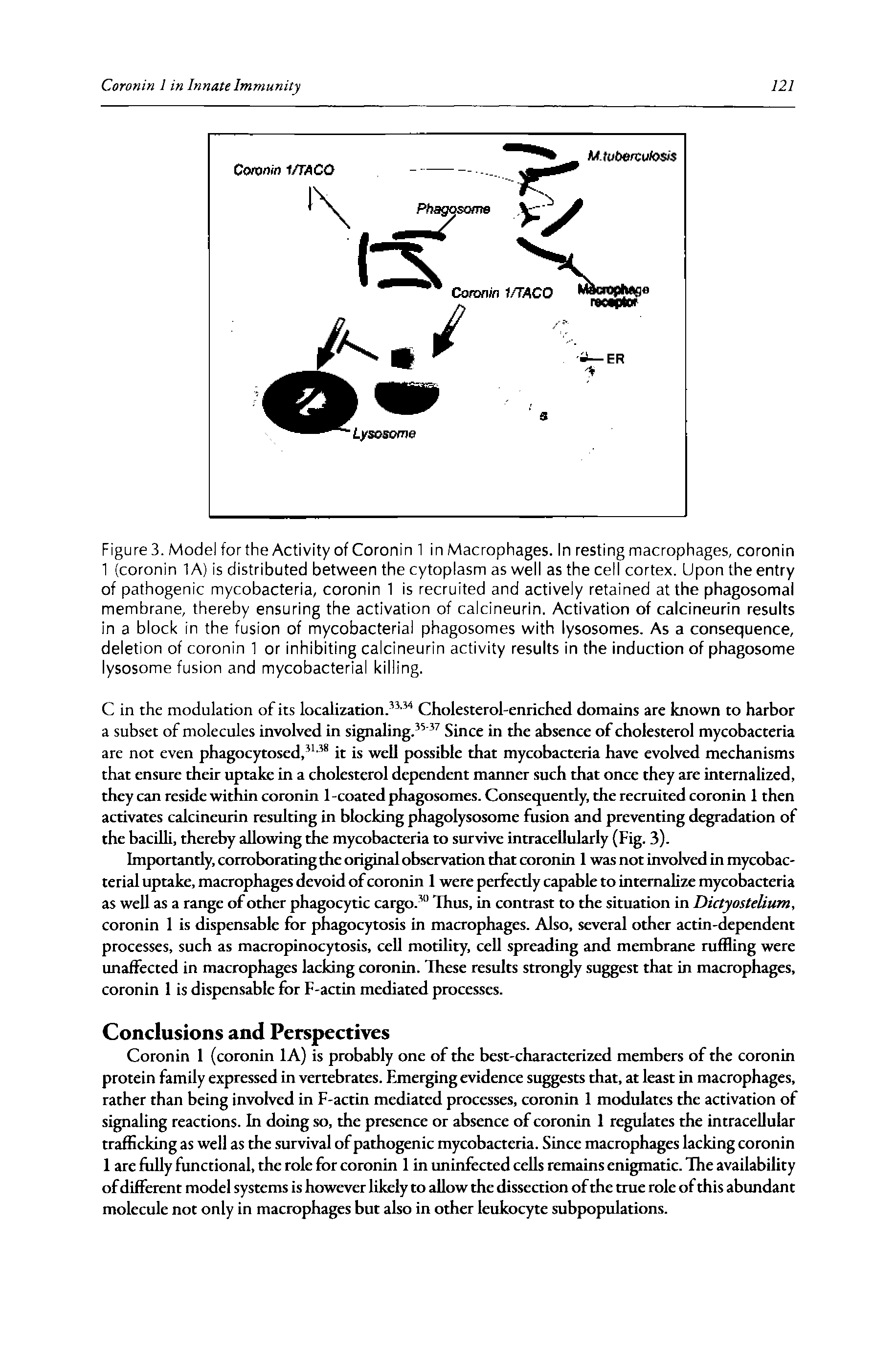 Figure 3. Model for the Activity of Coronin 1 in Macrophages. In resting macrophages, coronin 1 (coronin 1 A) is distributed between the cytoplasm as well as the cell cortex. Upon the entry of pathogenic mycobacteria, coronin 1 is recruited and actively retained at the phagosomal membrane, thereby ensuring the activation of calcineurin. Activation of calcineurin results in a block in the fusion of mycobacterial phagosomes with lysosomes. As a consequence, deletion of coronin 1 or inhibiting calcineurin activity results in the induction of phagosome lysosome fusion and mycobacterial killing.