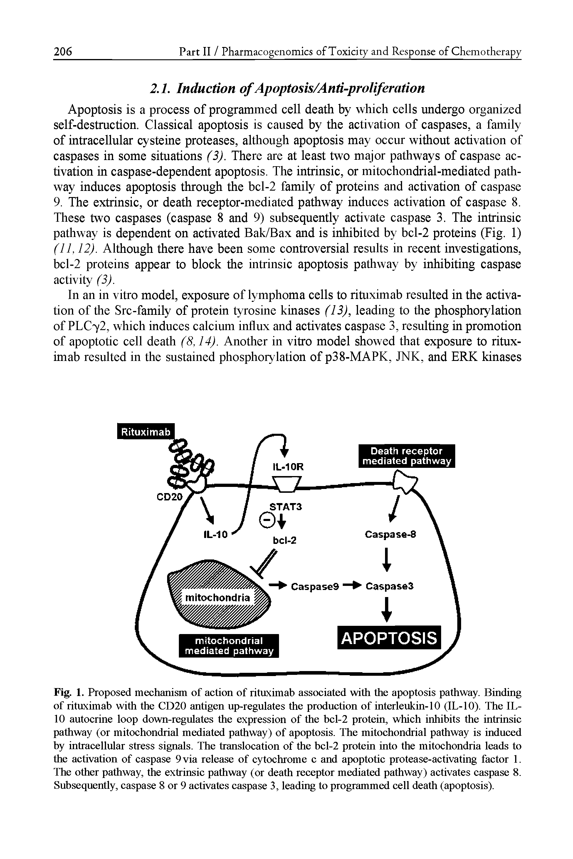 Fig. 1. Proposed mechanism of action of rituximab associated with the apoptosis pathway. Binding of rituximab with the CD20 antigen up-regulates the production of interleukin-10 (IL-10). The IL-10 autocrine loop down-regulates the expression of the bcl-2 protein, which inhibits the intrinsic pathway (or mitochondrial mediated pathway) of apoptosis. The mitochondrial pathway is induced by intracellular stress signals. The translocation of the bcl-2 protein into the mitochondria leads to the activation of caspase 9 via release of cytochrome c and apoptotic protease-activating factor 1. The other pathway, the extrinsic pathway (or death receptor mediated pathway) activates caspase 8. Subsequently, caspase 8 or 9 activates caspase 3, leading to programmed cell death (apoptosis).