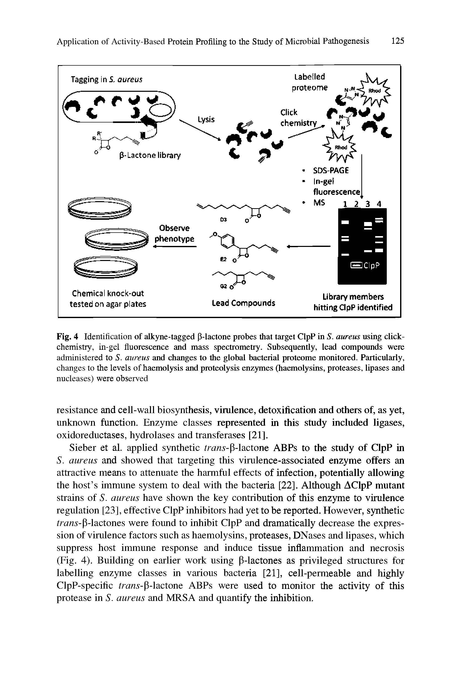 Fig. 4 Identification of alkyne-tagged P-lactone probes that target ClpP in S. aureus using click-chemistry, in-gel fluorescence and mass spectrometry. Subsequently, lead compounds were administered to 5. aureus and changes to the global bacterial proteome monitored. Particularly, changes to the levels of haemolysis and proteolysis enzymes (haemolysins, proteases, lipases and...