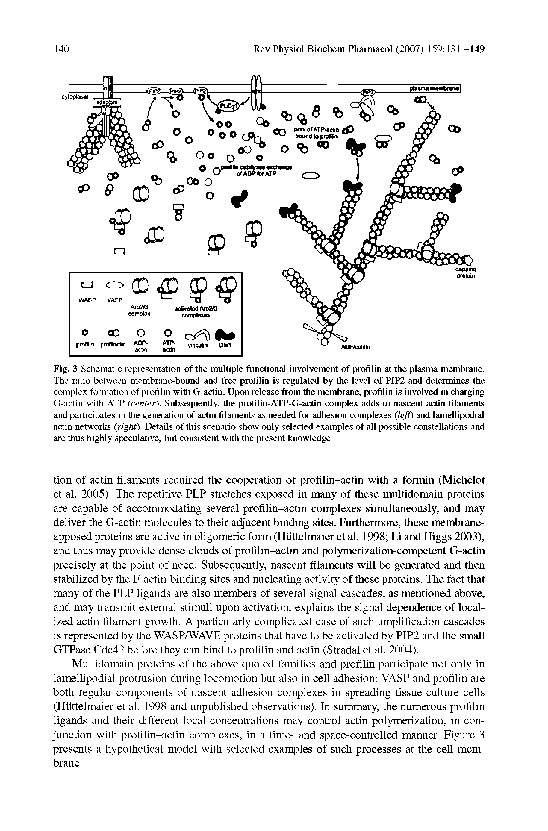 Fig. 3 Schematic representation of the multiple functional involvement of profilin at the plasma membrane. The ratio between membrane-bound and free profilin is regulated by the level of PIP2 and determines the complex formation of profilin with G-actin. Upon release from the membrane, profilin is involved in charging G-actin with ATP (center). Subsequently, the profilin-ATP-G-actin complex adds to nascent actin filaments and participates in the generation of actin filaments as needed for adhesion complexes Qeft) and lamellipodial actin networks (right). Details of this scenario show only selected examples of all possible constellations and are thus highly speculative, but consistent with the present knowledge...