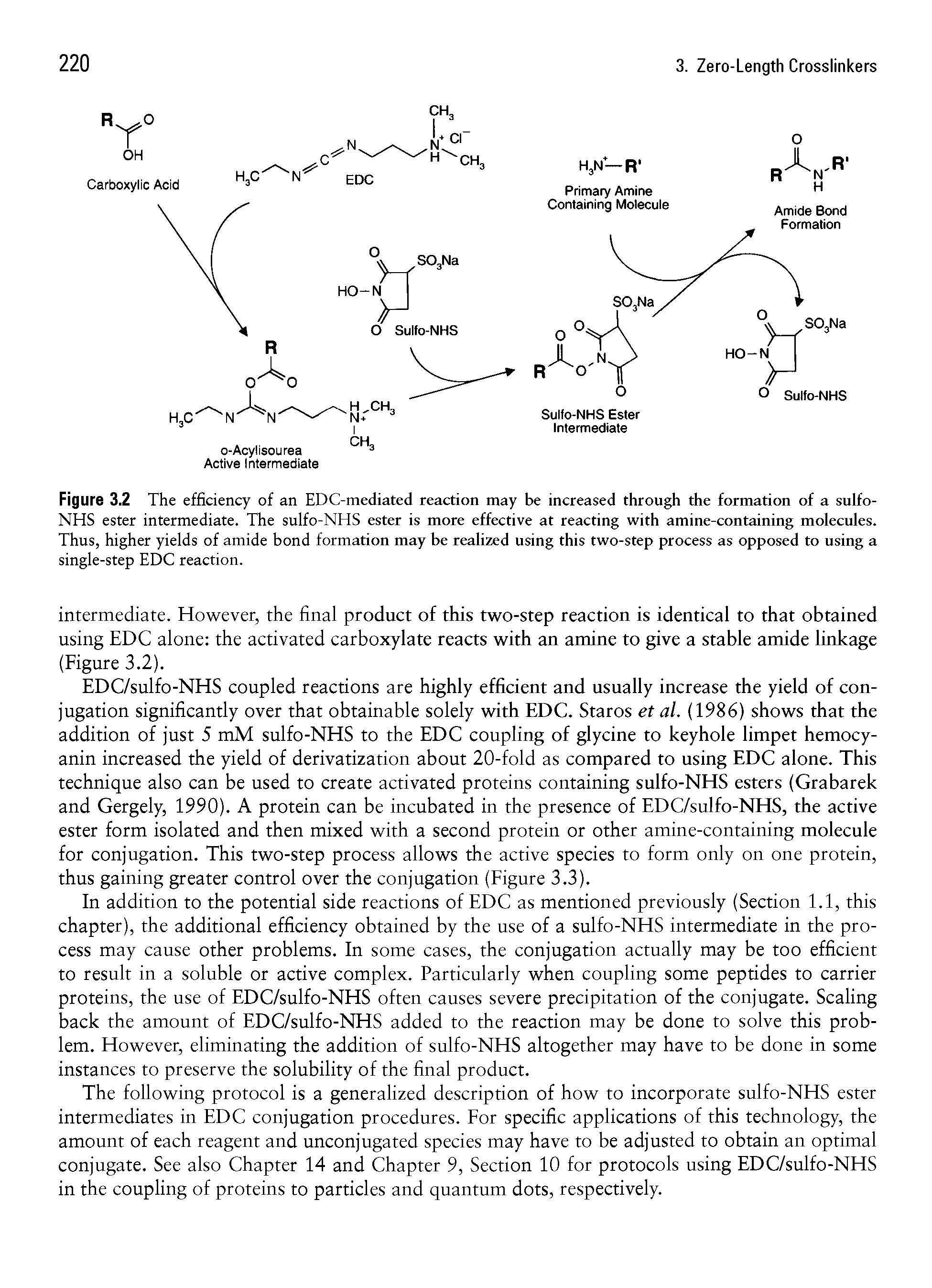 Figure 3.2 The efficiency of an EDC-mediated reaction may be increased through the formation of a sulfo-NHS ester intermediate. The sulfo-NHS ester is more effective at reacting with amine-containing molecules. Thus, higher yields of amide bond formation may be realized using this two-step process as opposed to using a single-step EDC reaction.