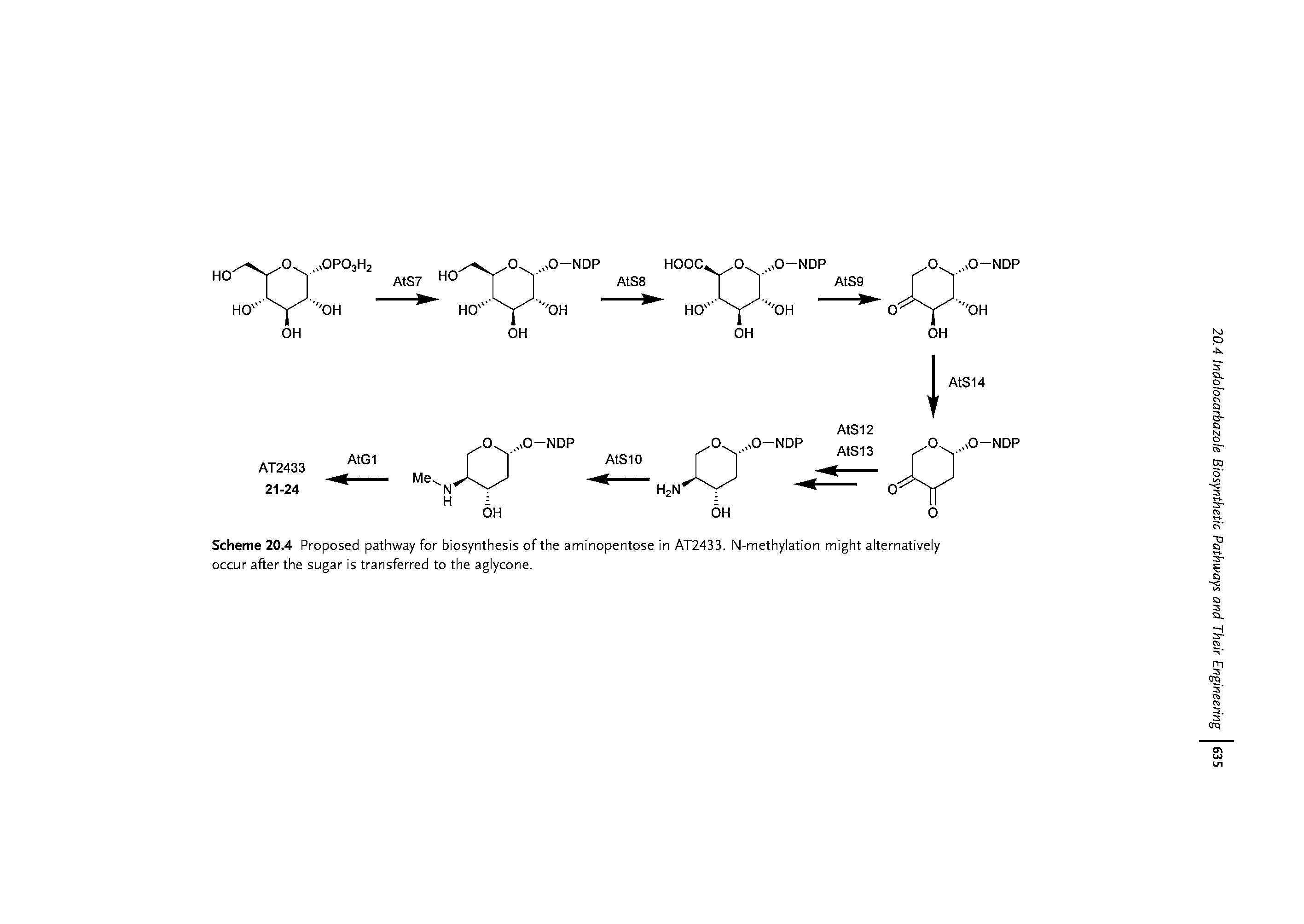 Scheme 20.4 Proposed pathway for biosynthesis of the aminopentose in AT2433. N-methylation might alternatively occur after the sugar is transferred to the aglycone.